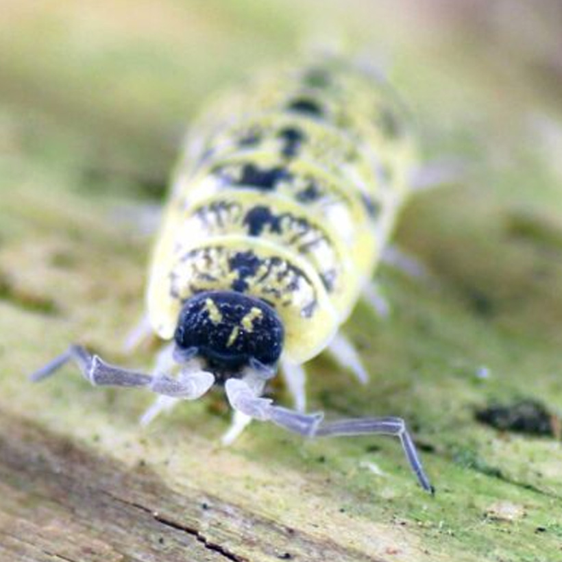 Porcellio ornatus "High Yellow"