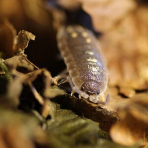 Porcellio ornatus "Yellow Dot"