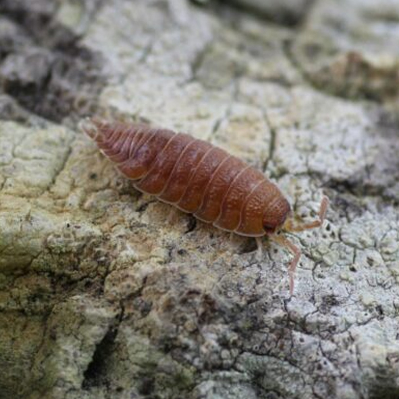 Porcellio scaber "Orange"
