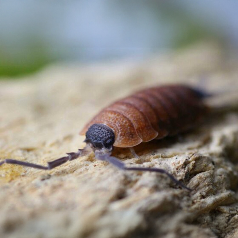 Porcellio silvestri