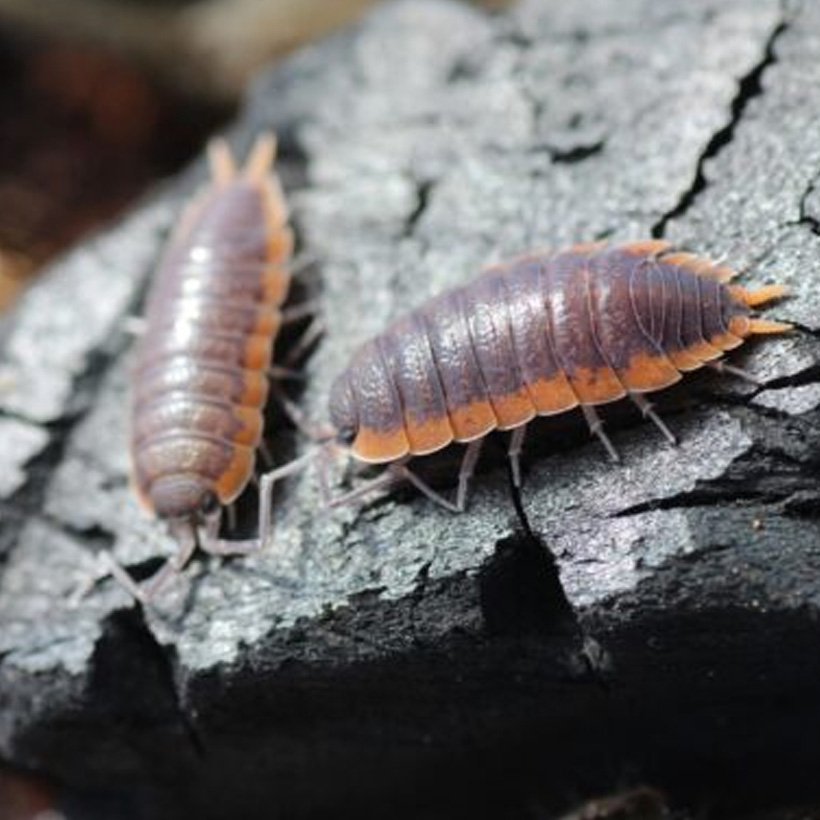 Porcellio spec. "Marokko"
