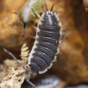 Porcellio spec. "Sevilla"