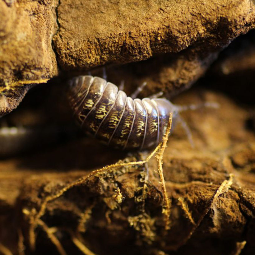 Armadillidium vulgare "Yellow"