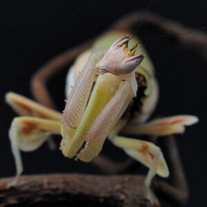 Hymenopus coronatus "Orchid Mantis"