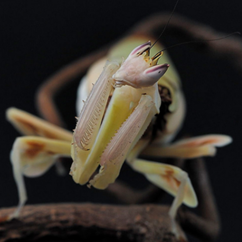 Hymenopus coronatus "Orchid Mantis"