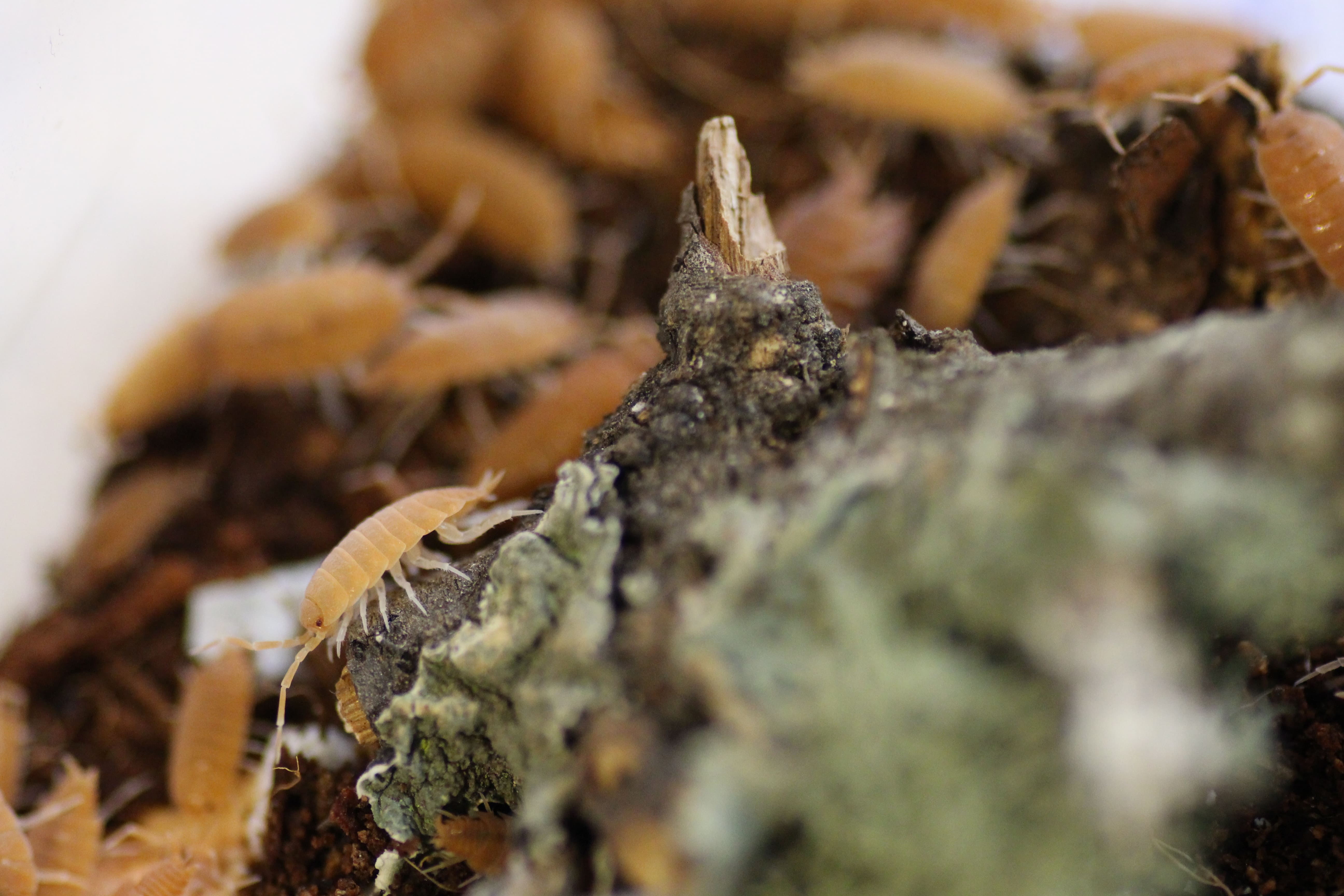 Porcellionides pruinosus- Kubanische Asseln "Orange"