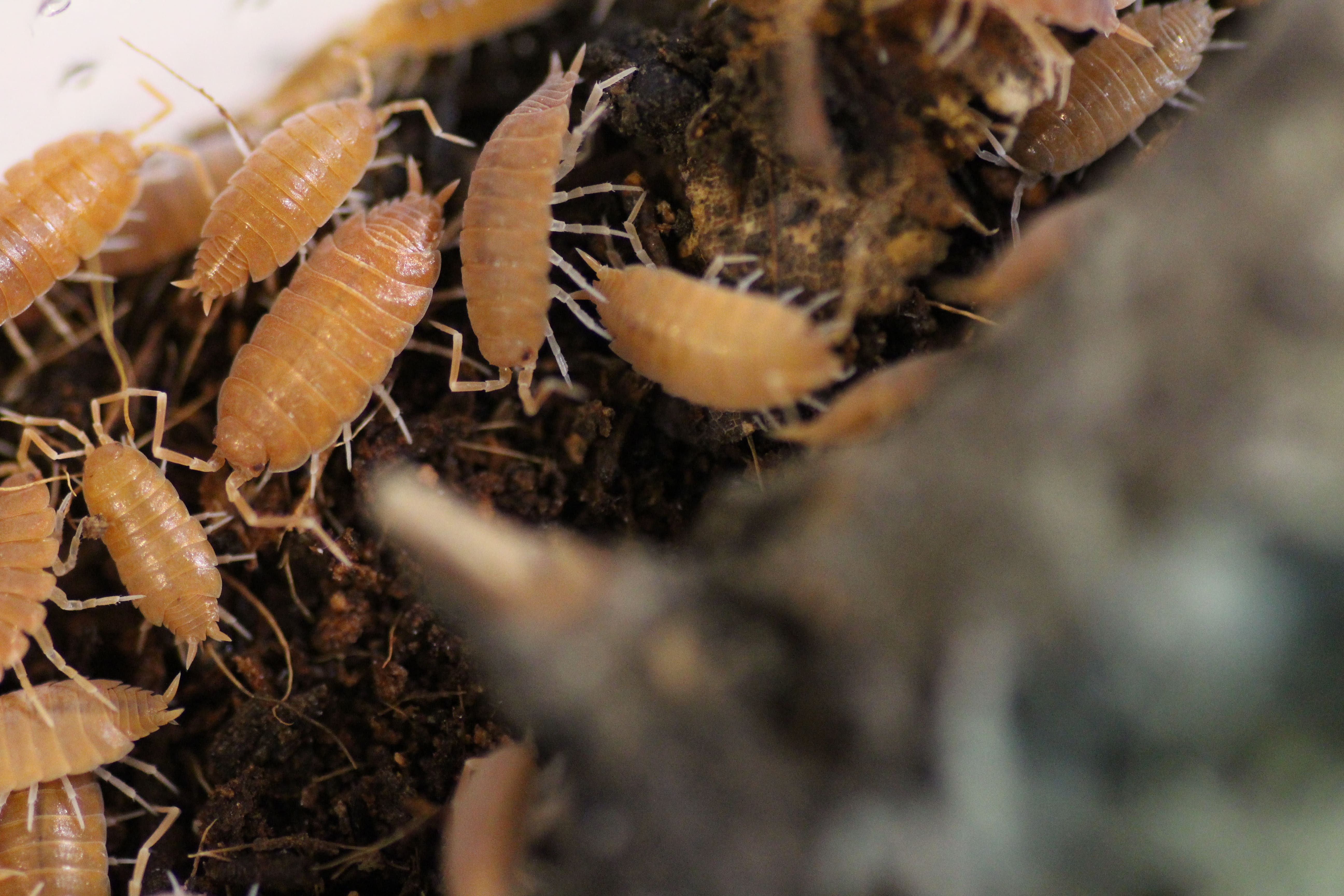 Porcellionides pruinosus- Kubanische Asseln "Orange"
