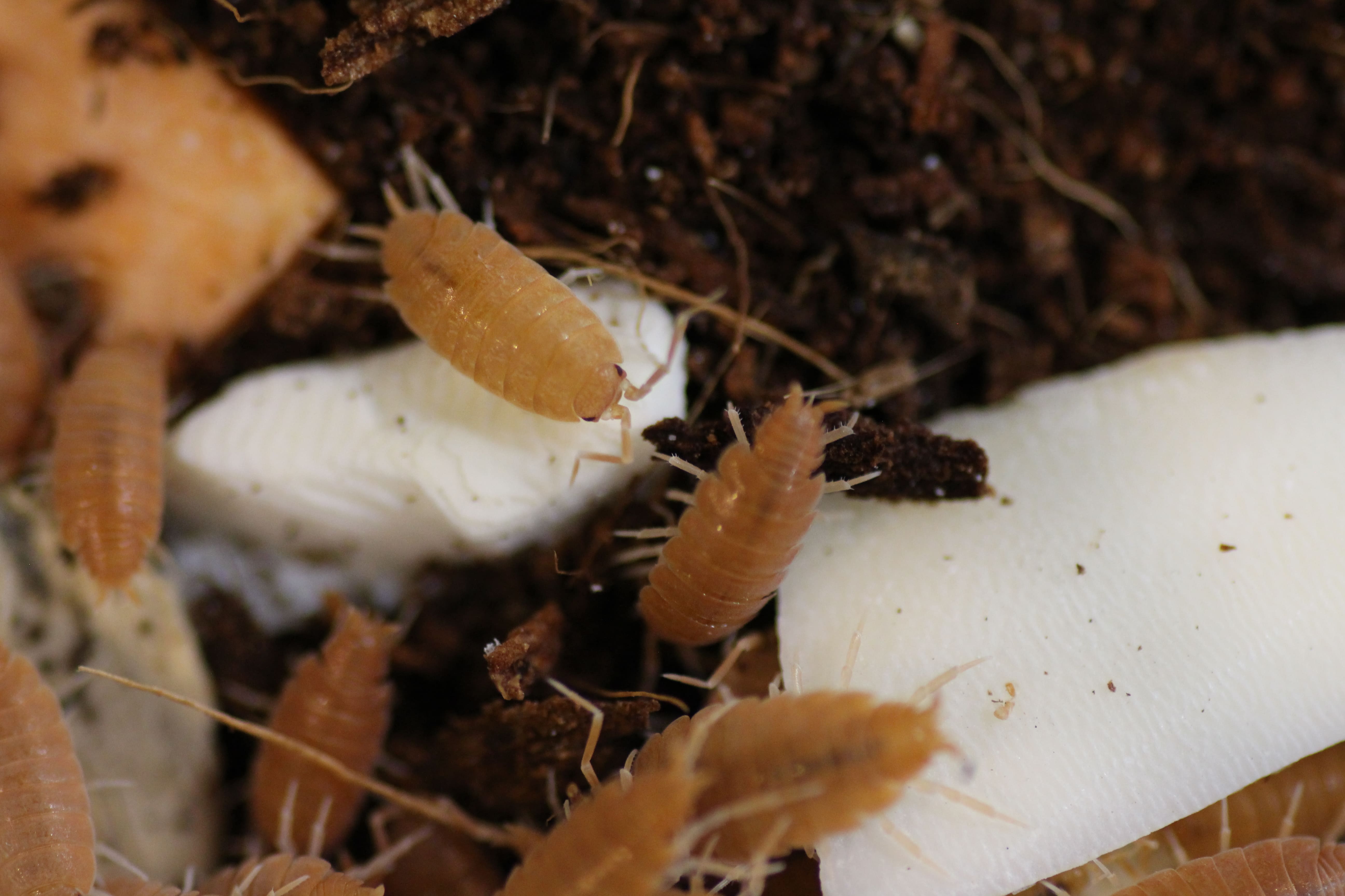 Porcellionides pruinosus- Kubanische Asseln "Orange"