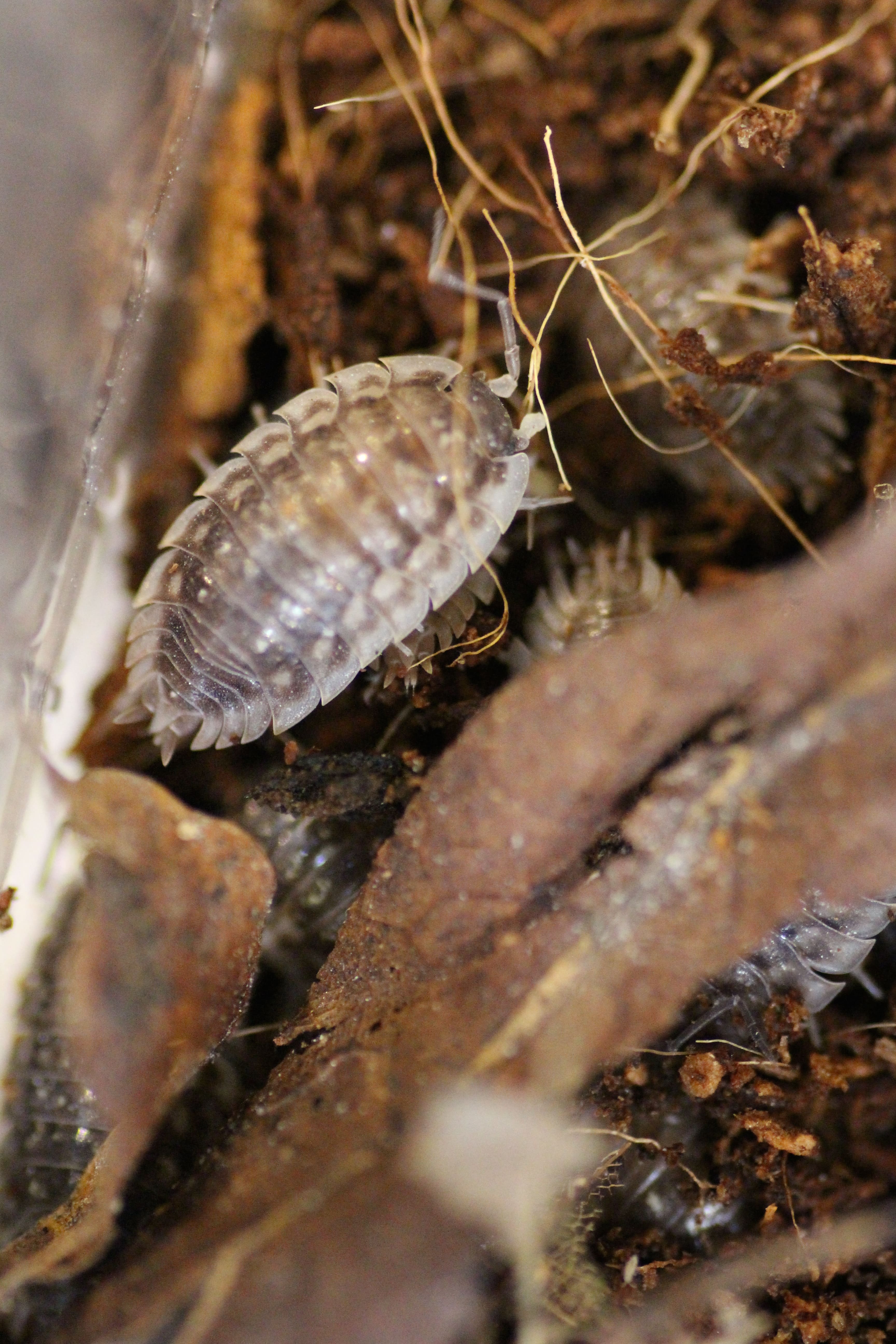 Oniscus asellus- Mauerassel