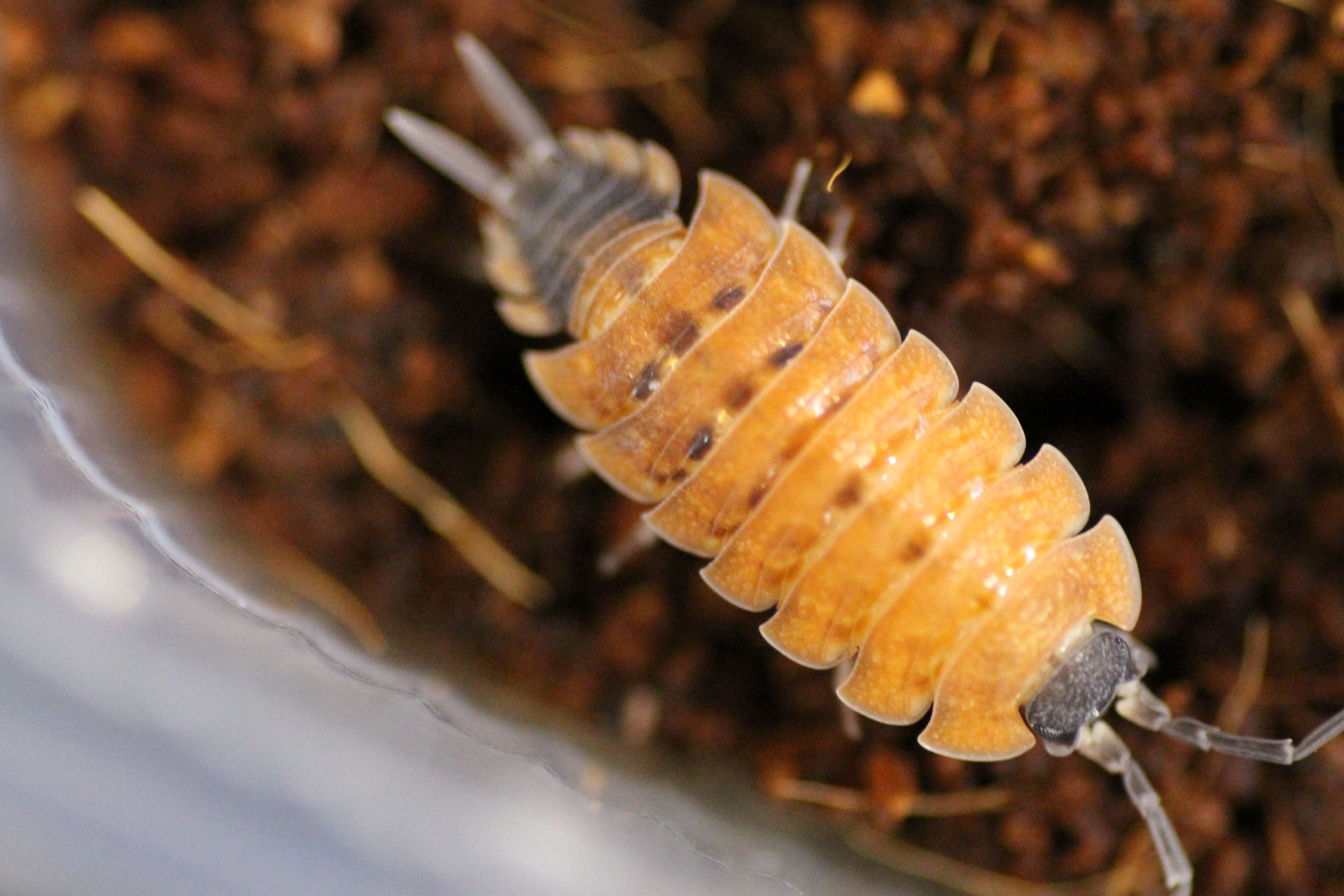 Porcellio silvestri
