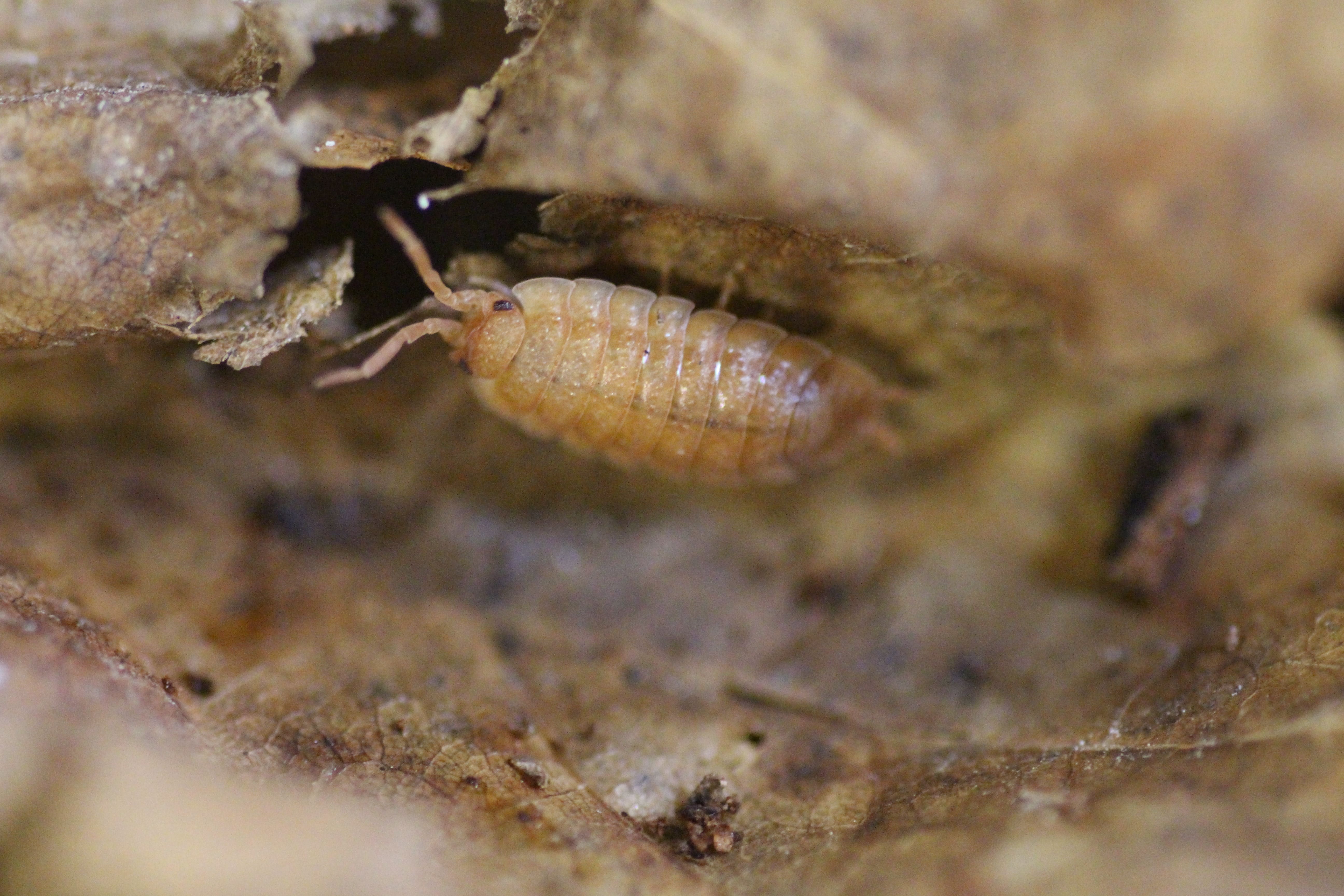 Porcellio scaber "orange"