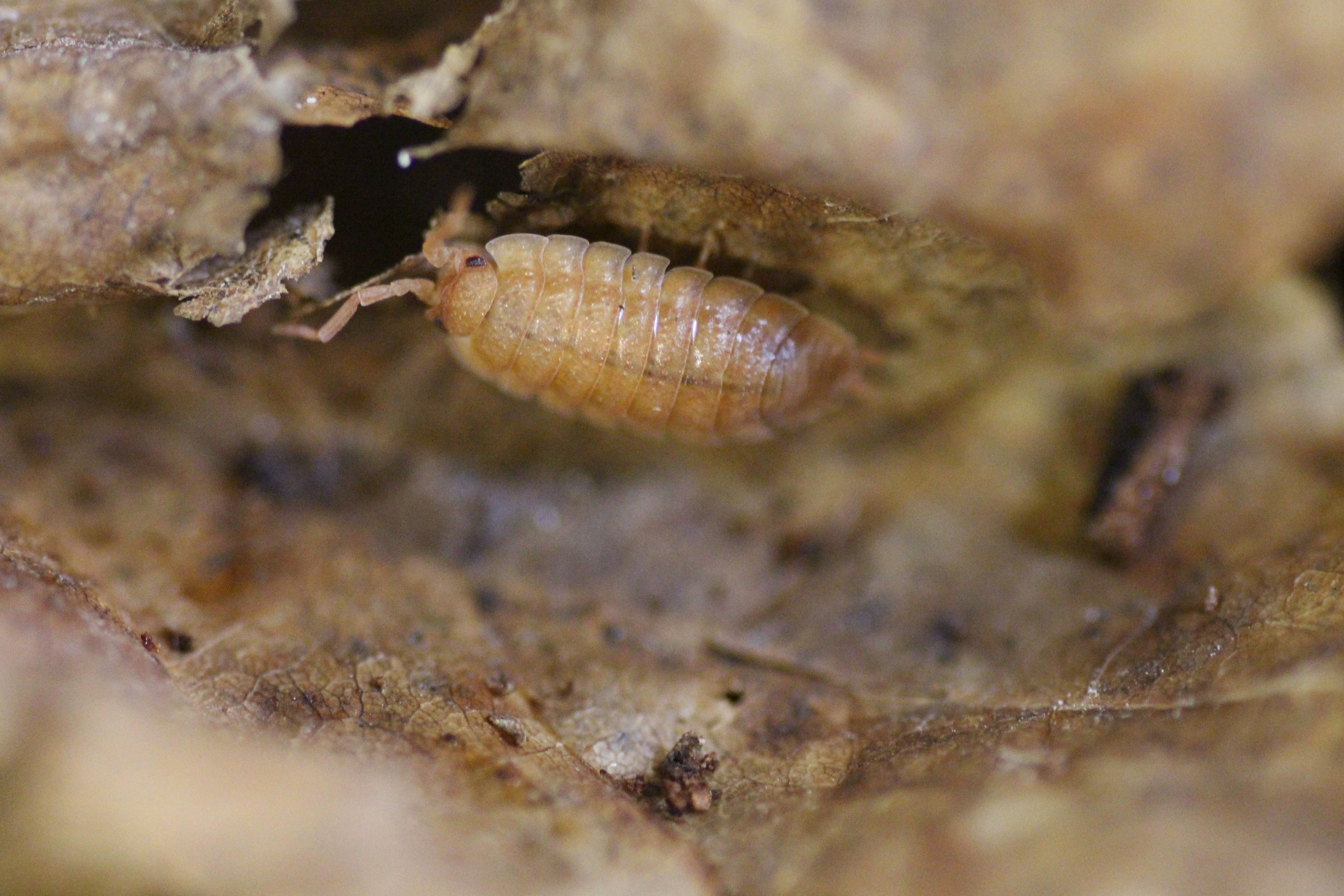 Porcellio scaber "orange"