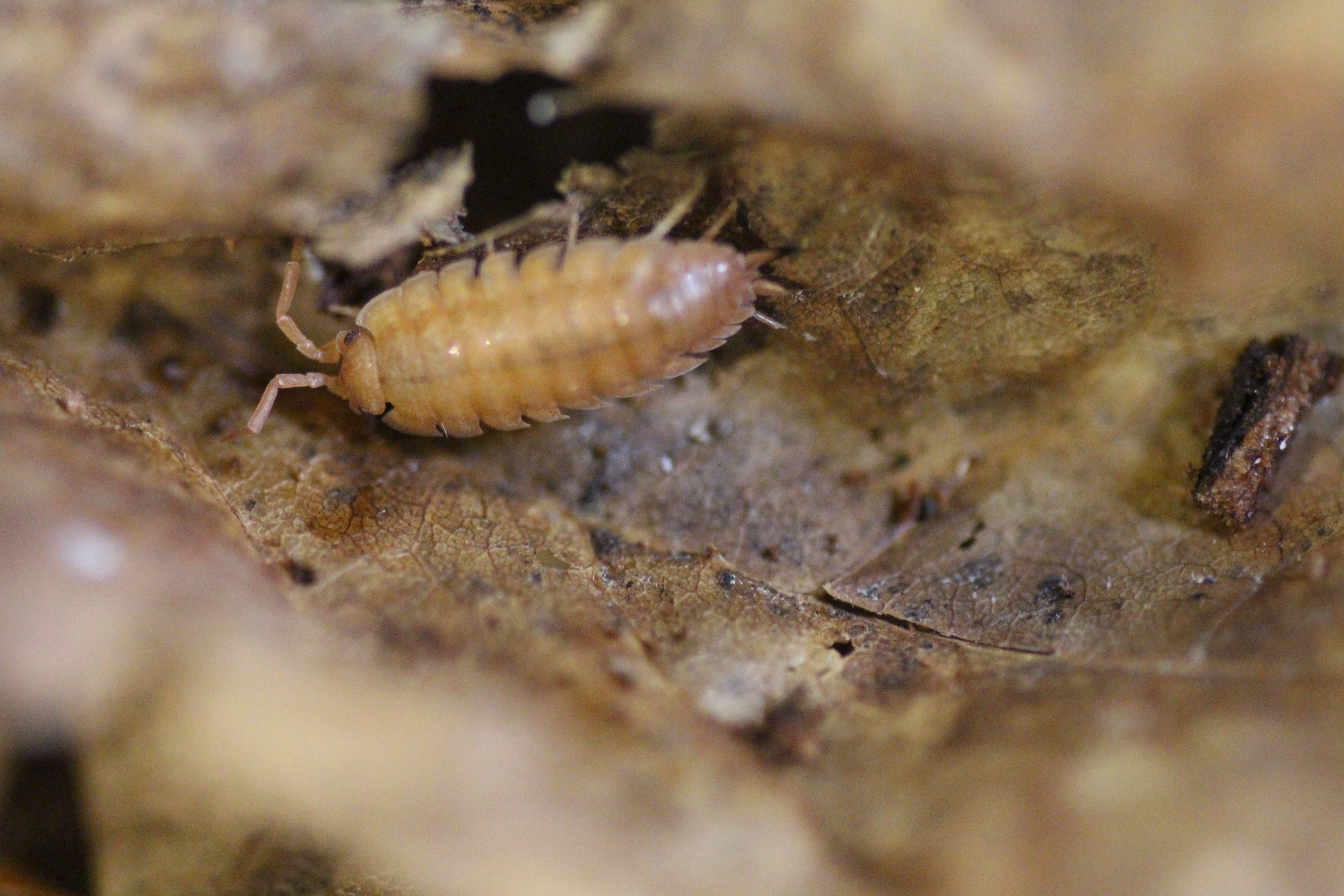 Porcellio scaber "orange"