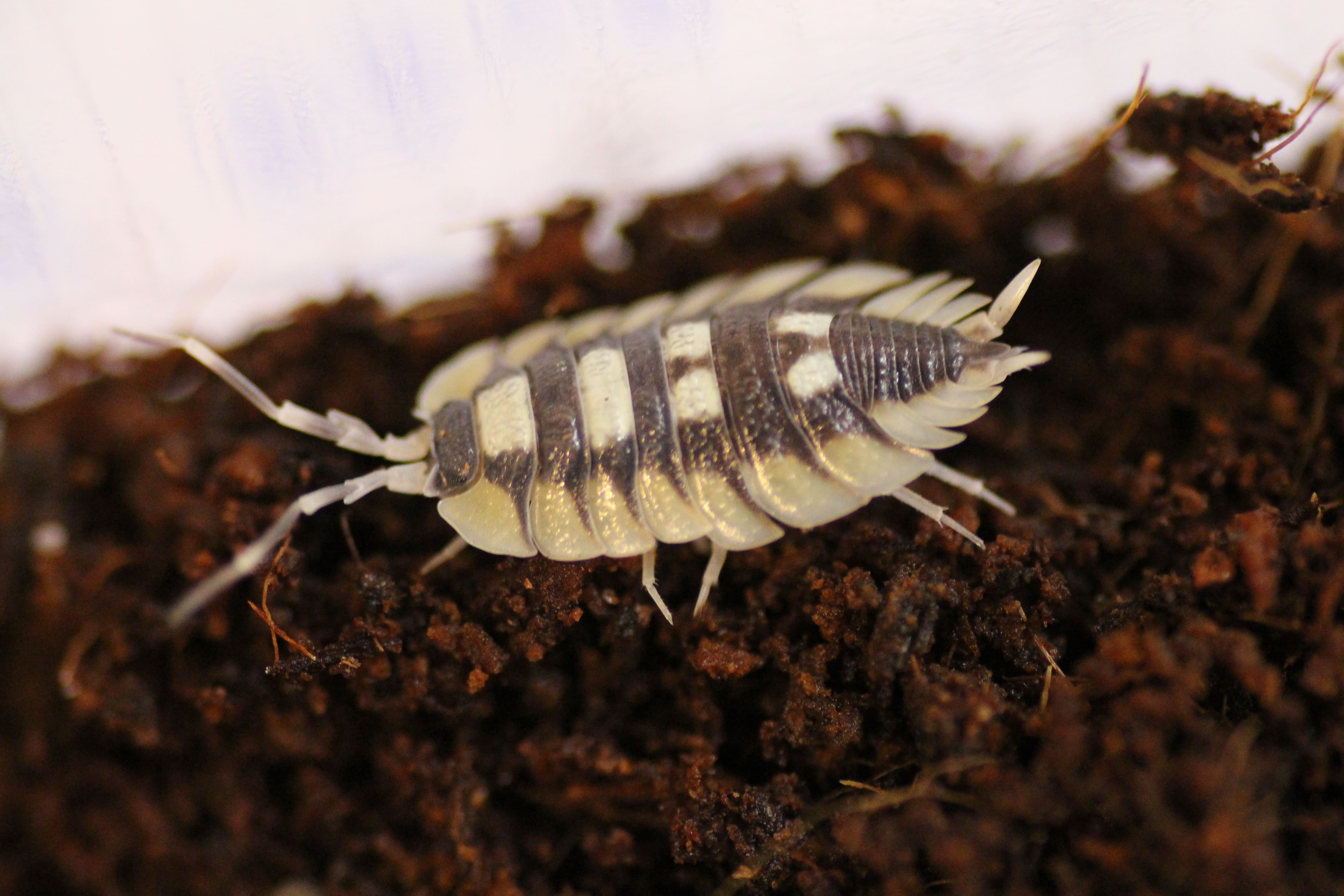 Porcellio expansus