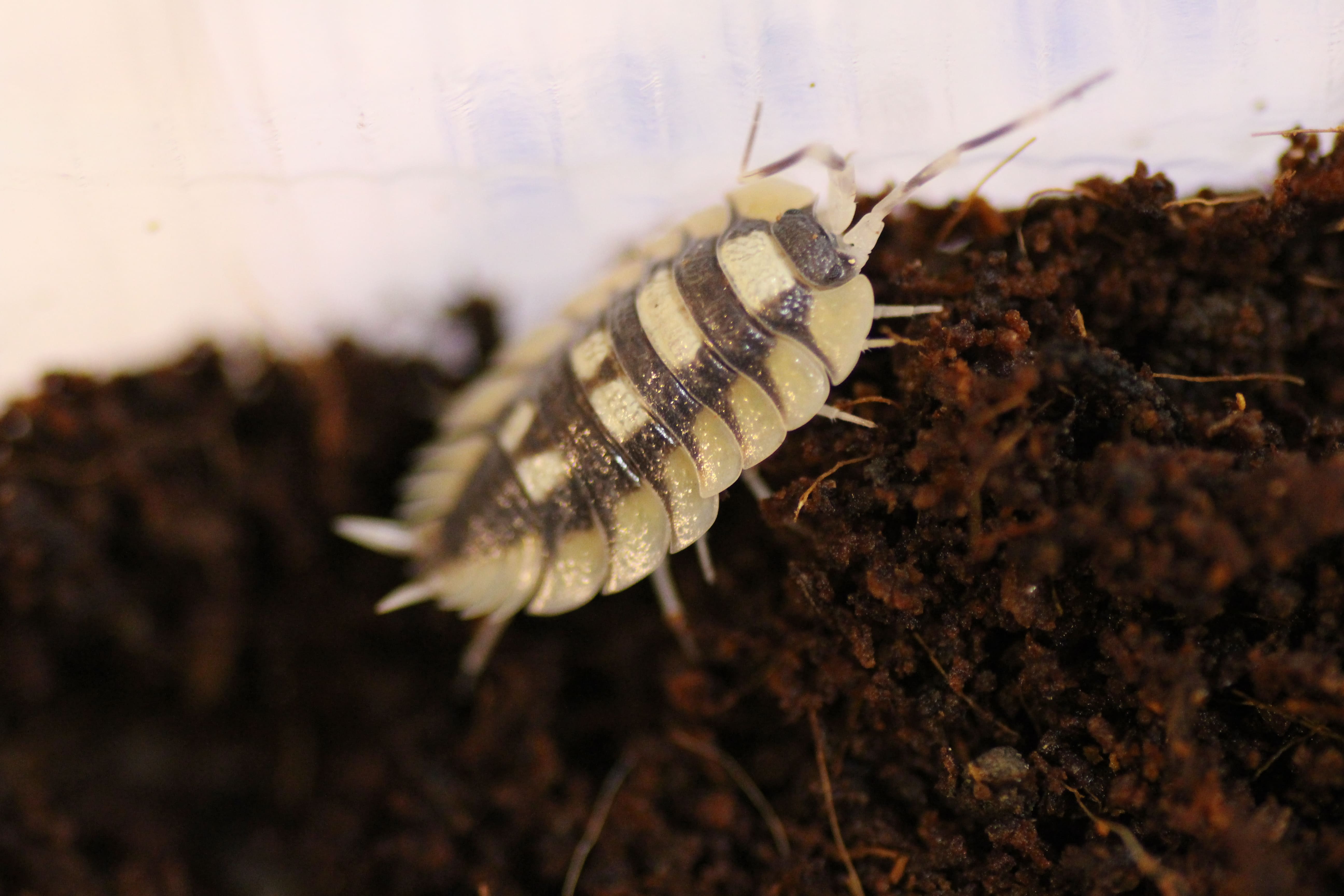 Porcellio expansus