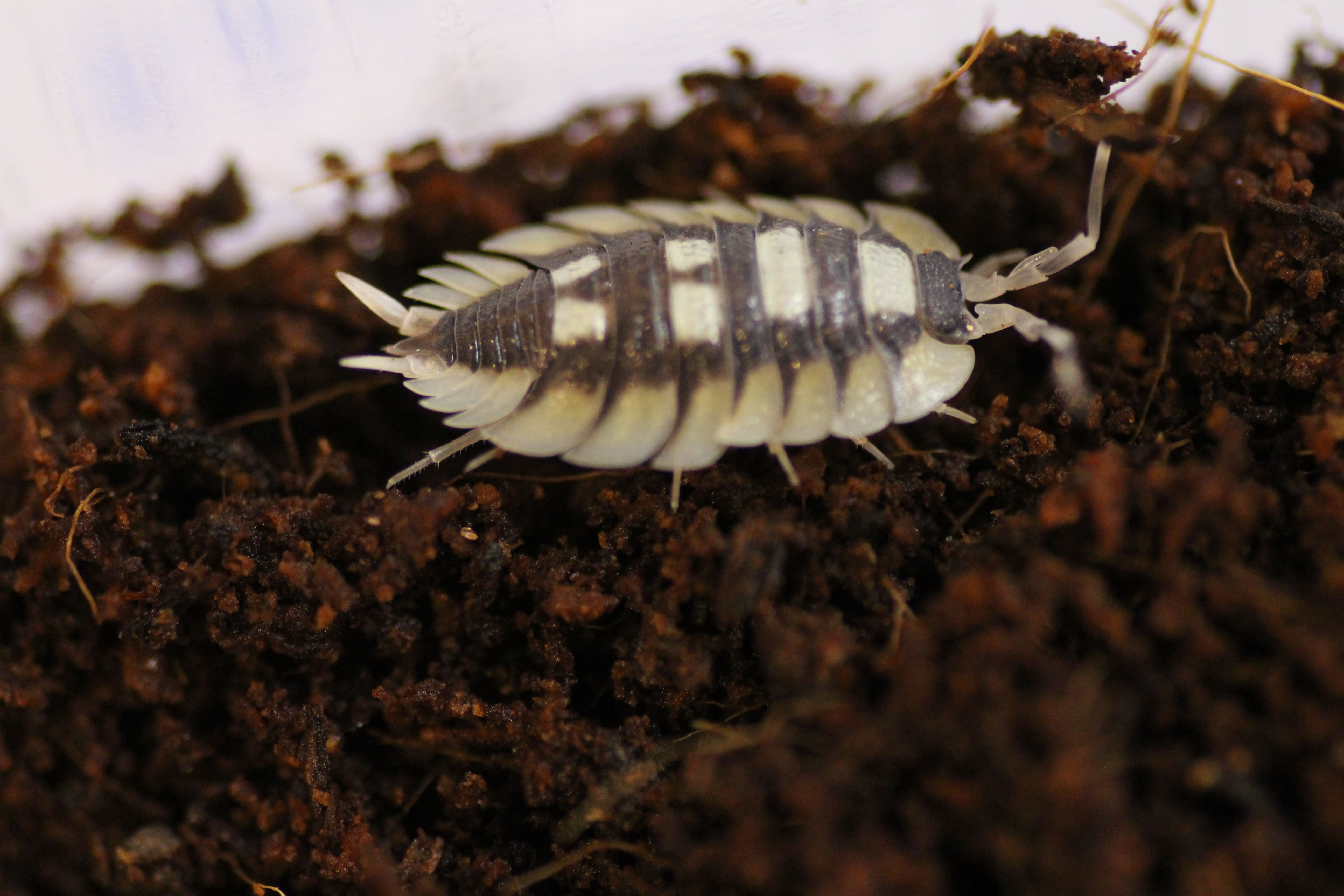 Porcellio expansus