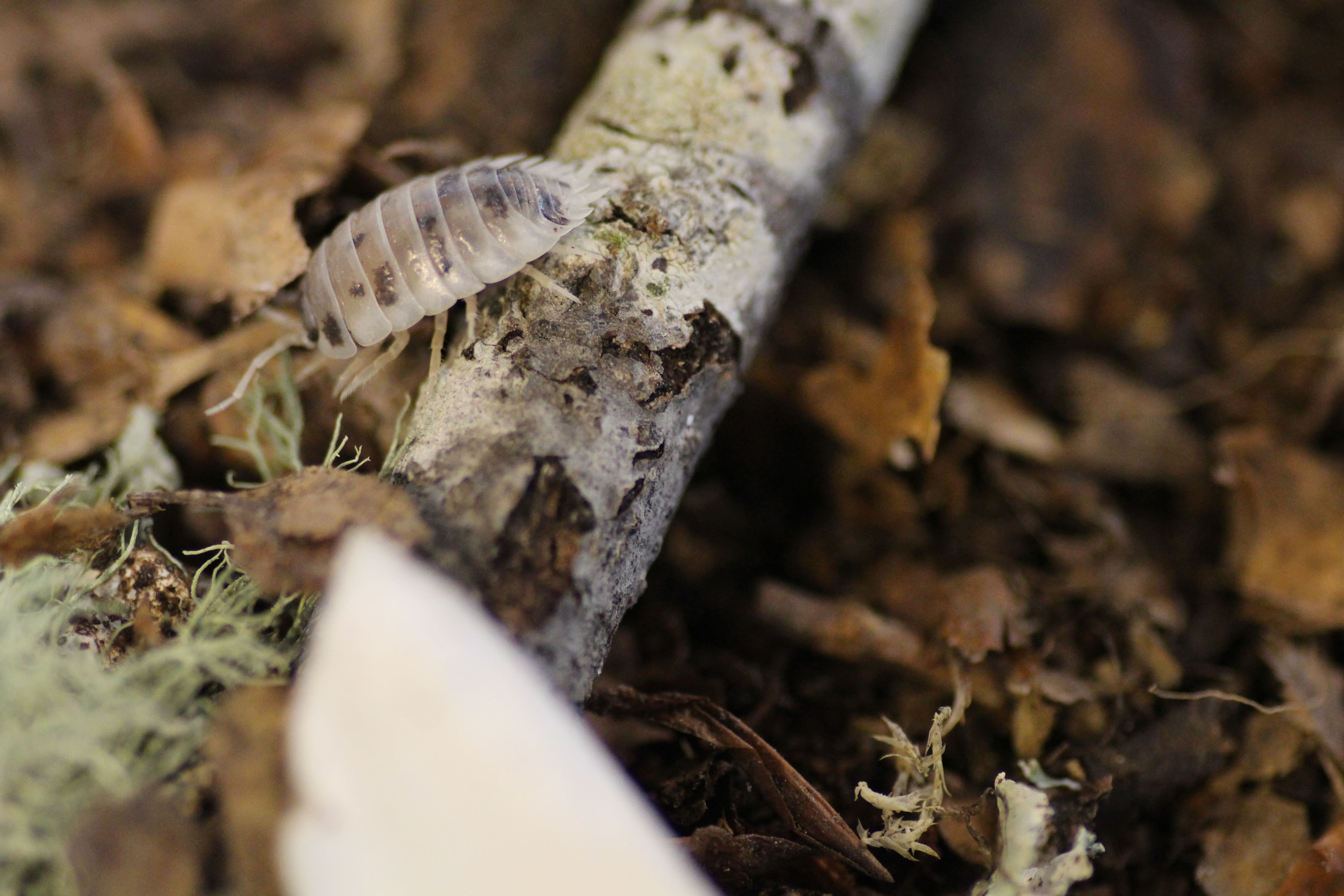 Porcellio laevis "Panda"