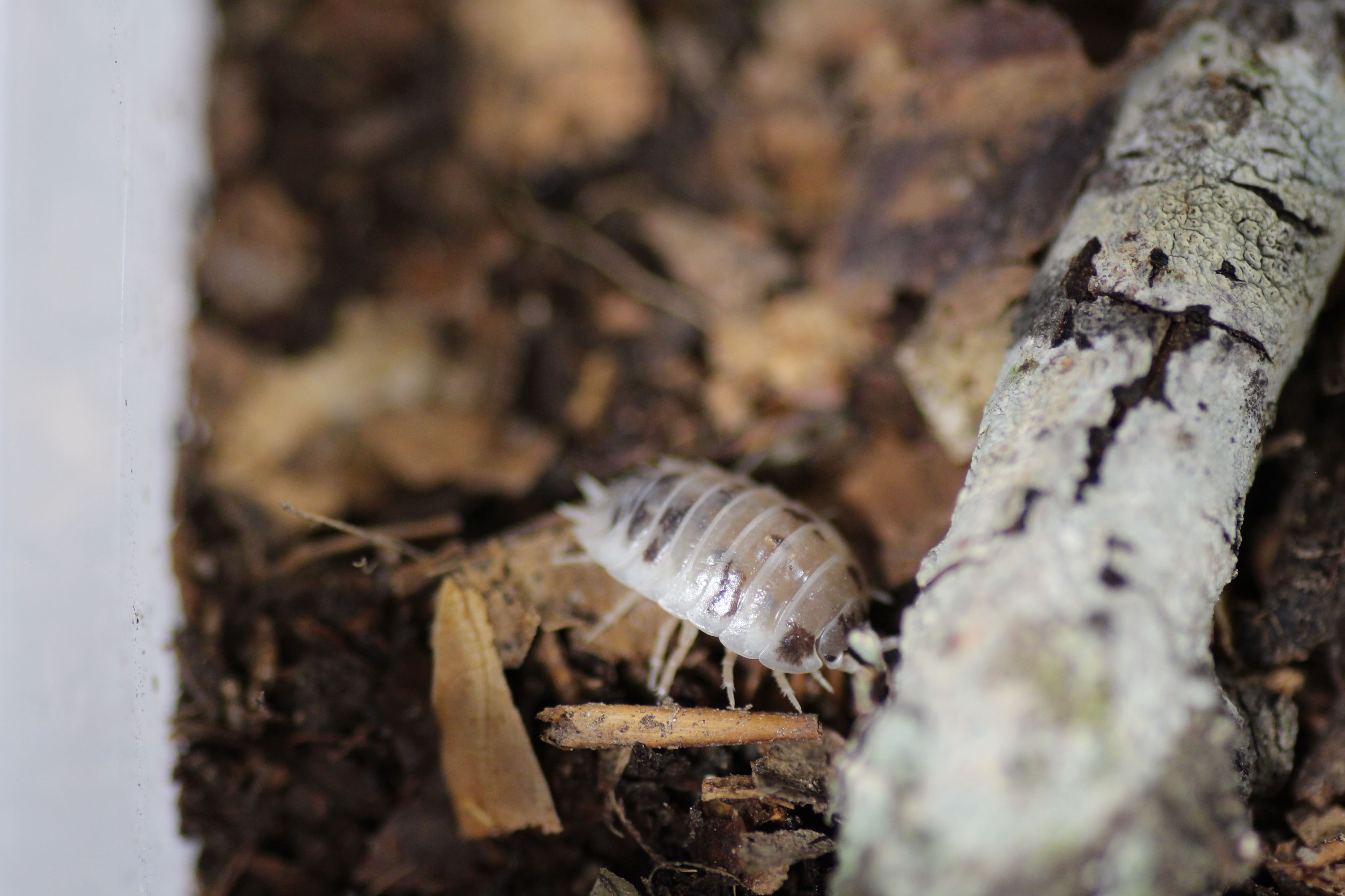 Porcellio laevis "Panda"