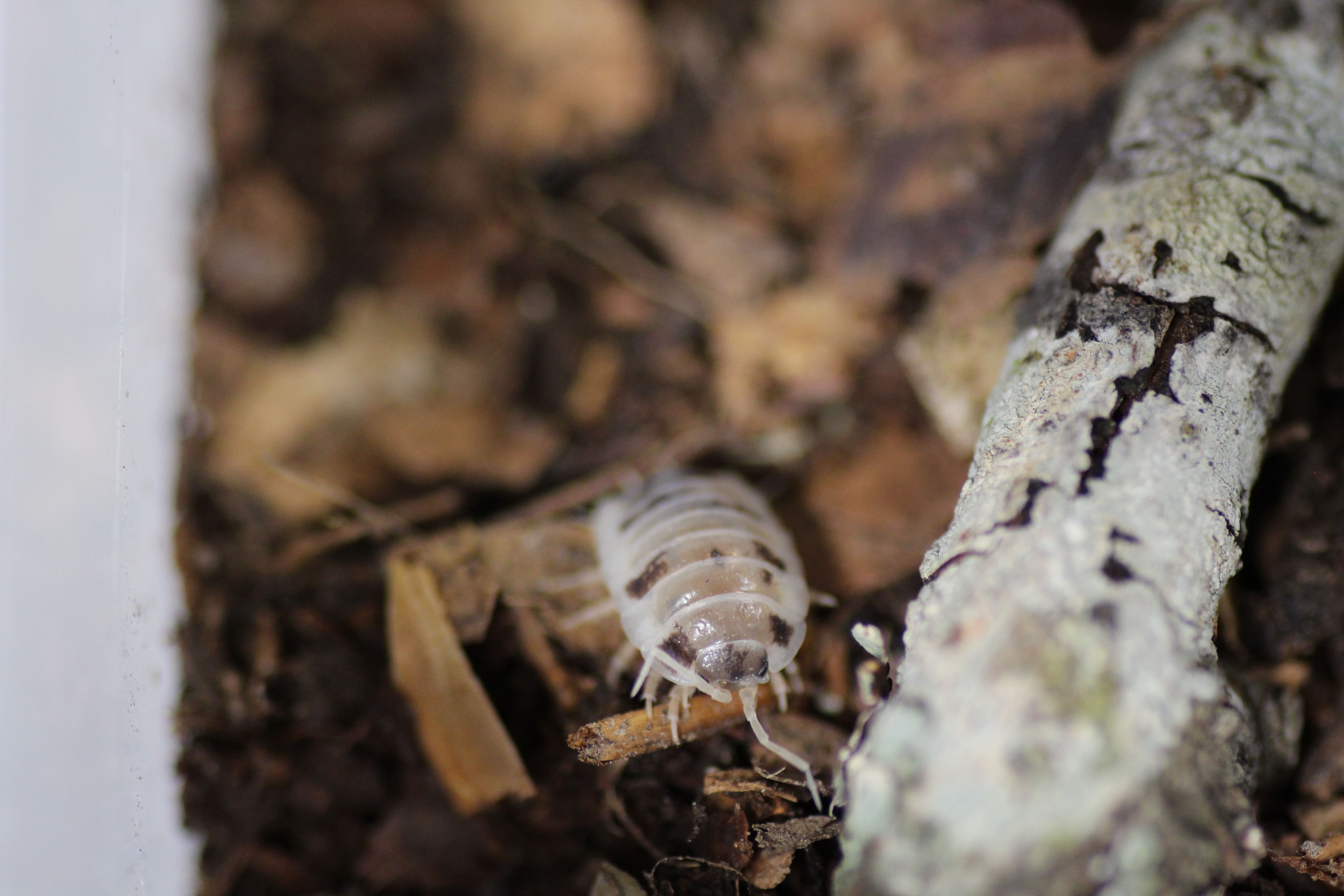 Porcellio laevis "Panda"