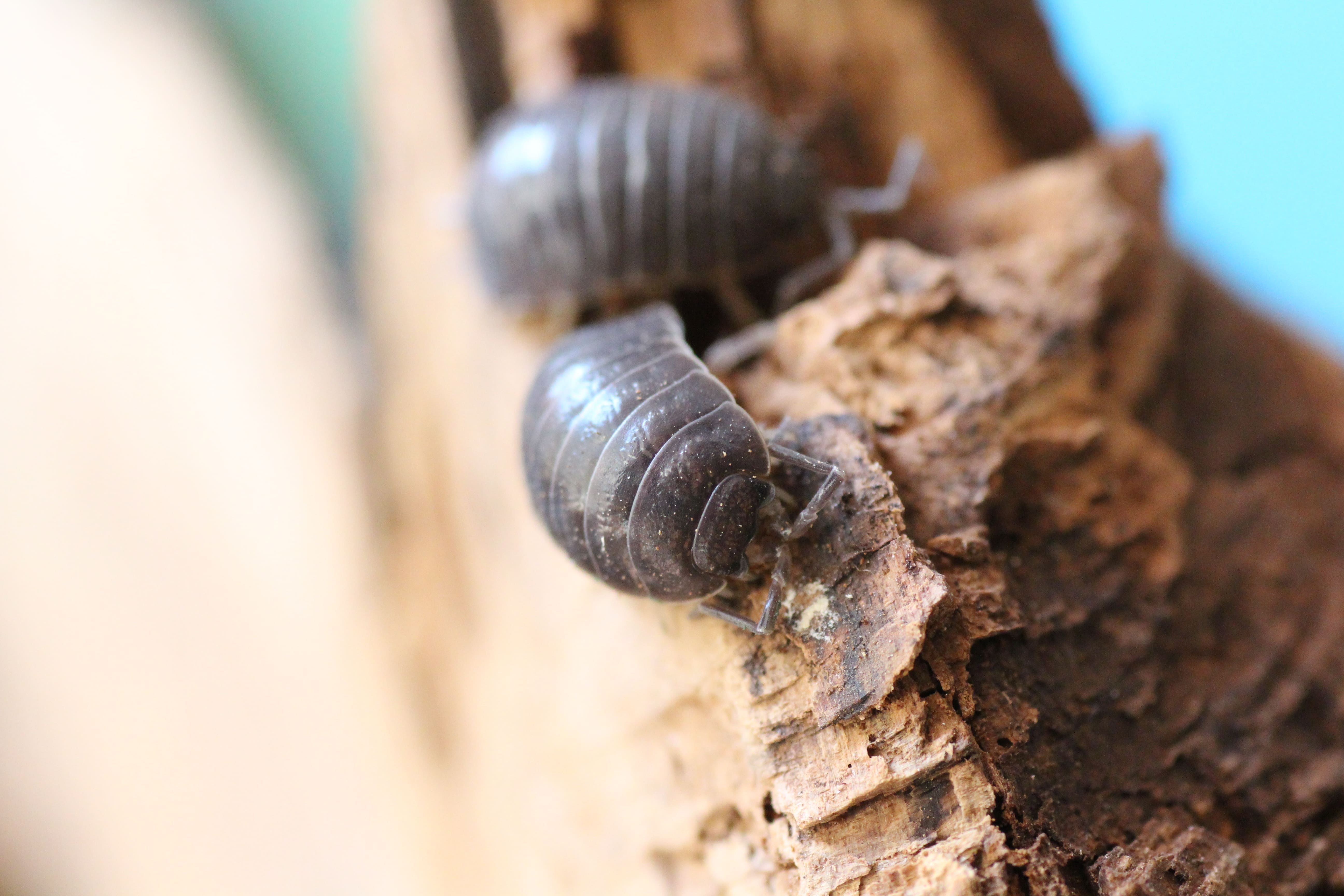 Porcellio laevis "black"
