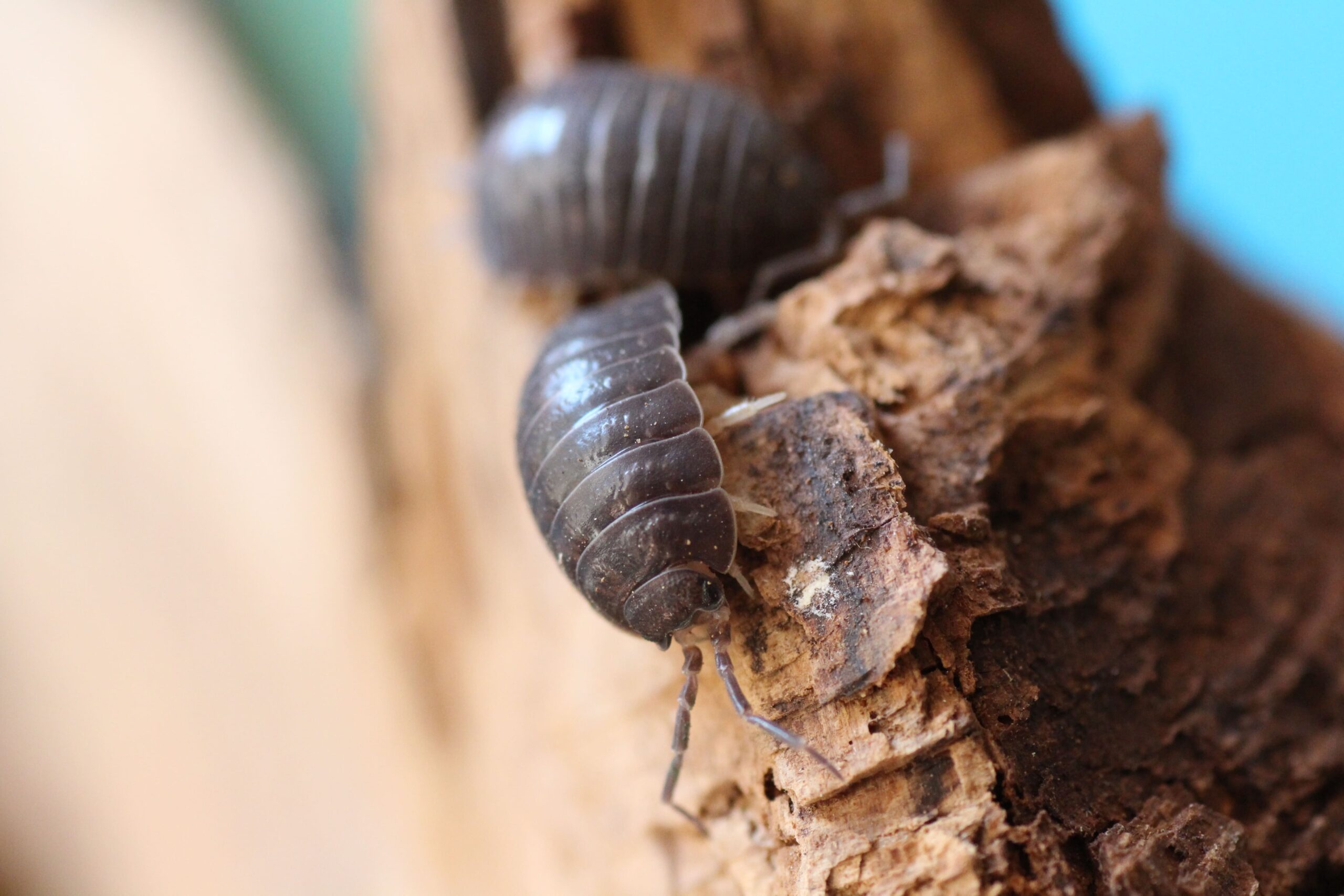 Porcellio laevis "black"