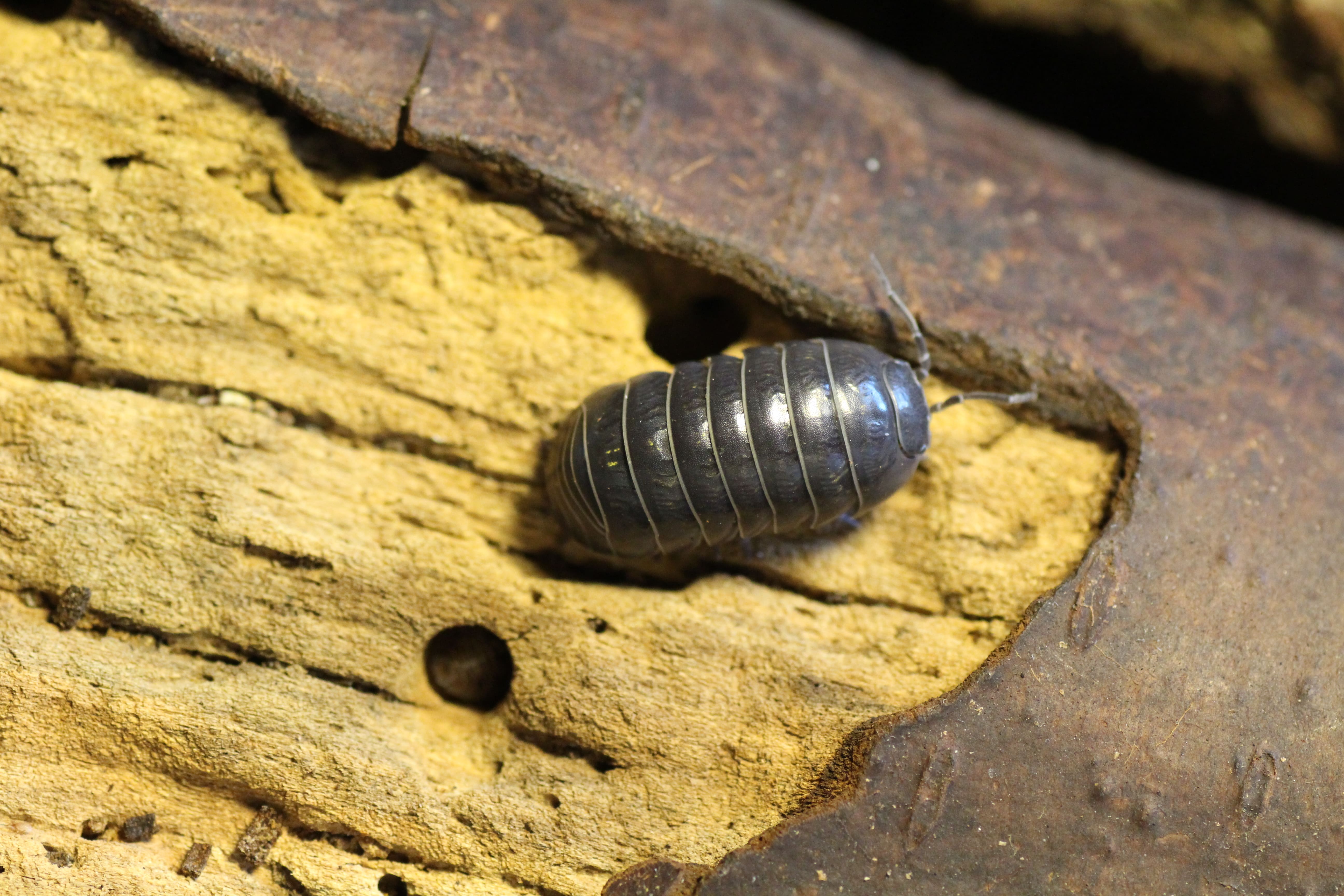 Armadillidium vulgare