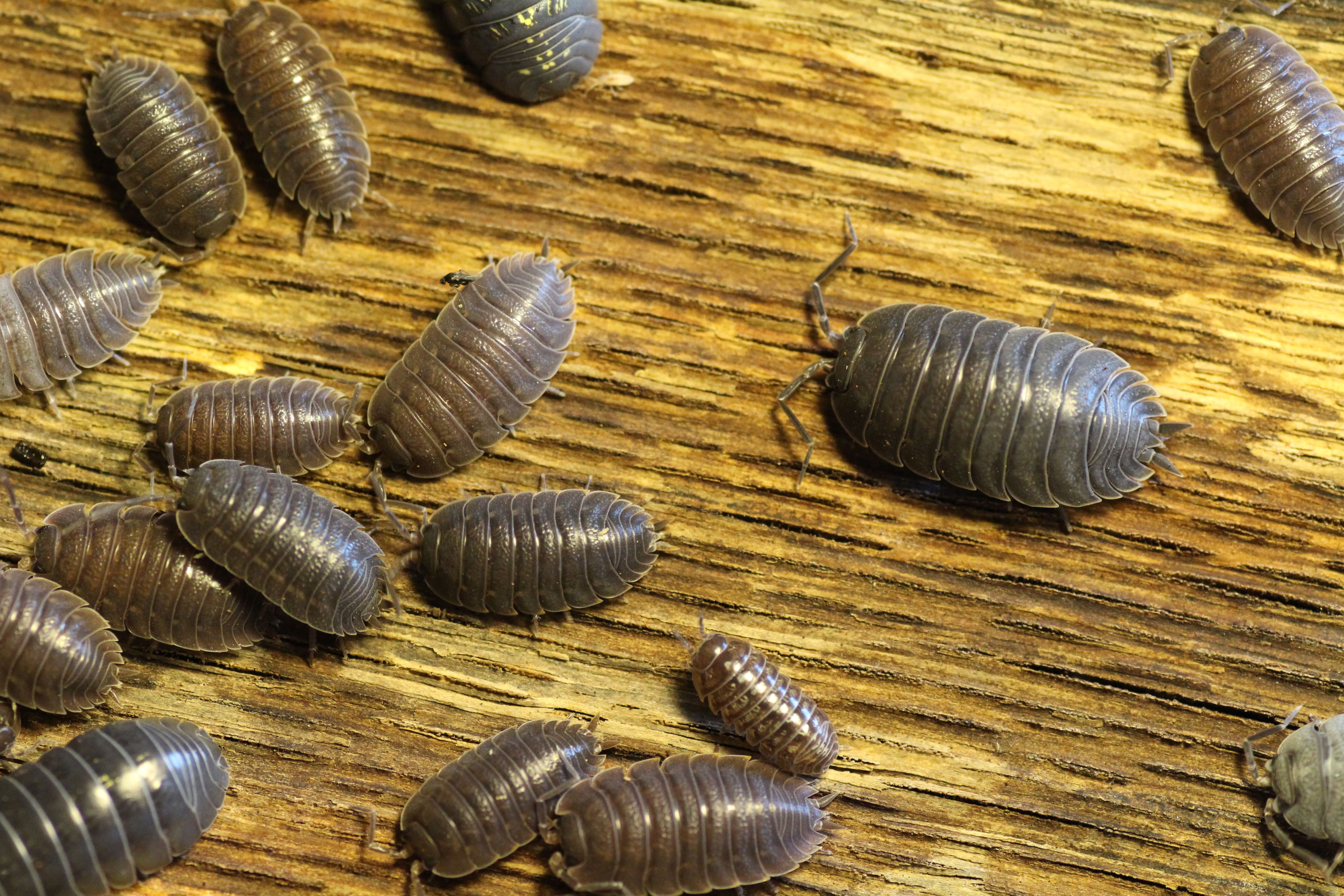 Armadillidium vulgare