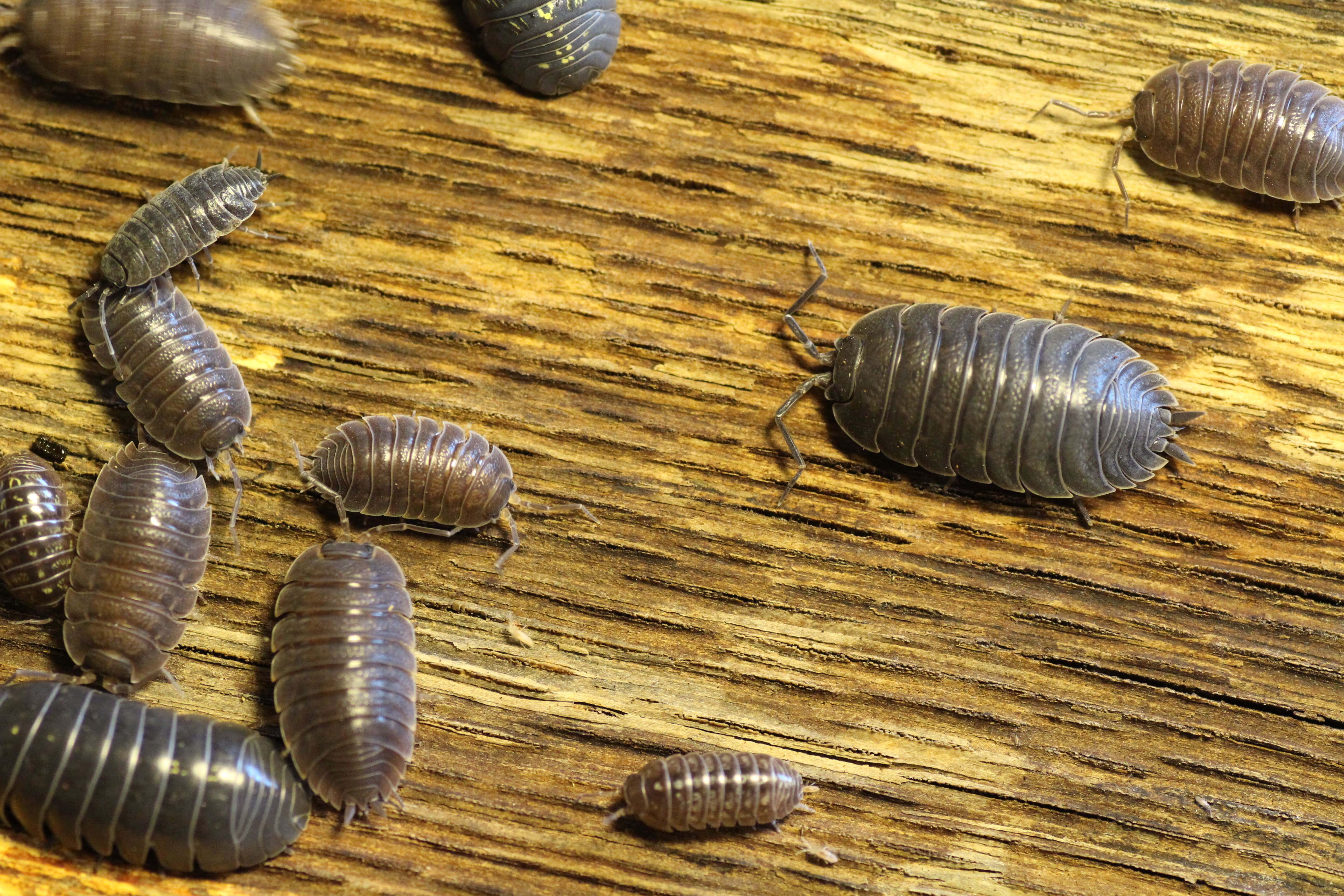 Armadillidium vulgare