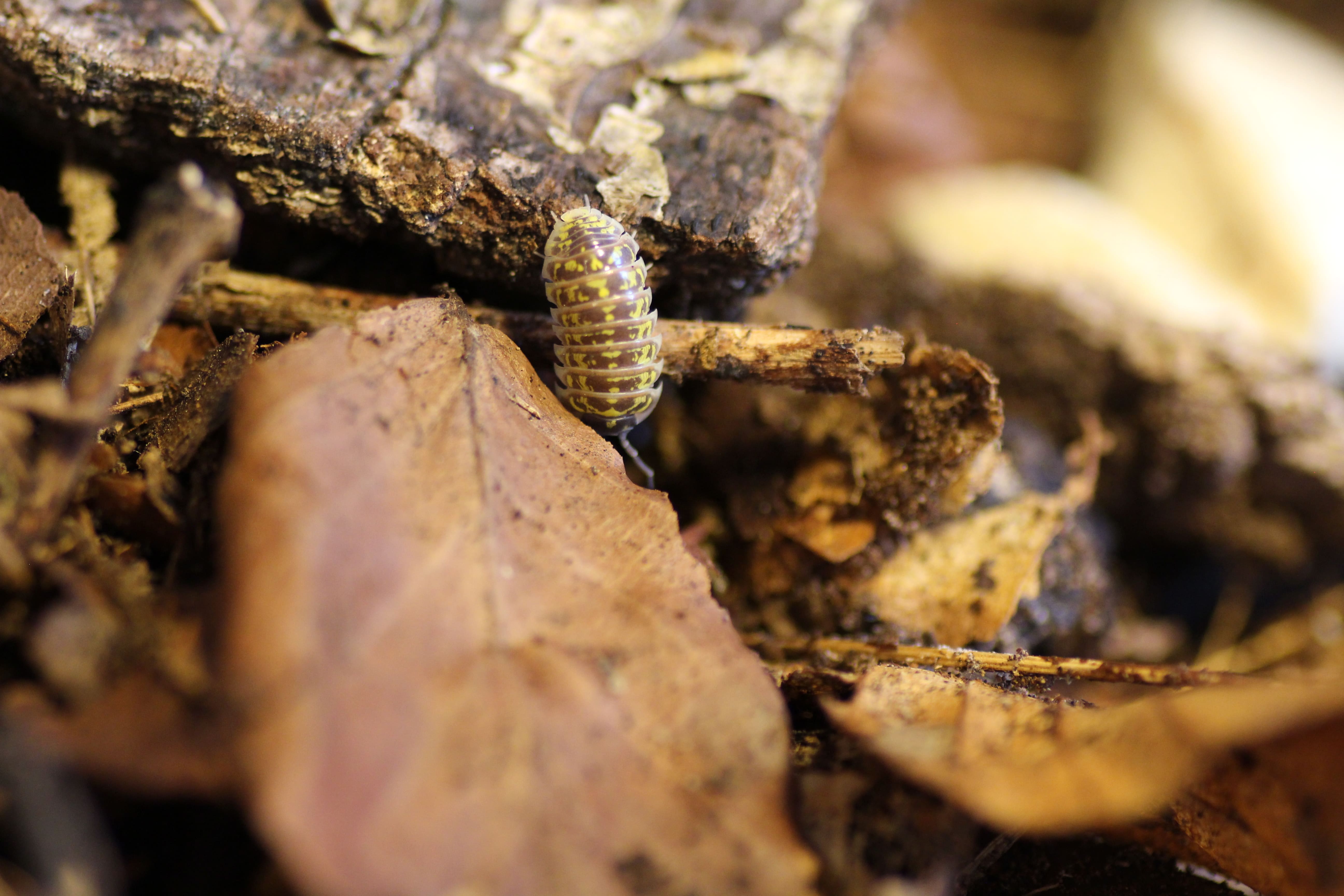 Armadillidium versicolor "Slowenien"