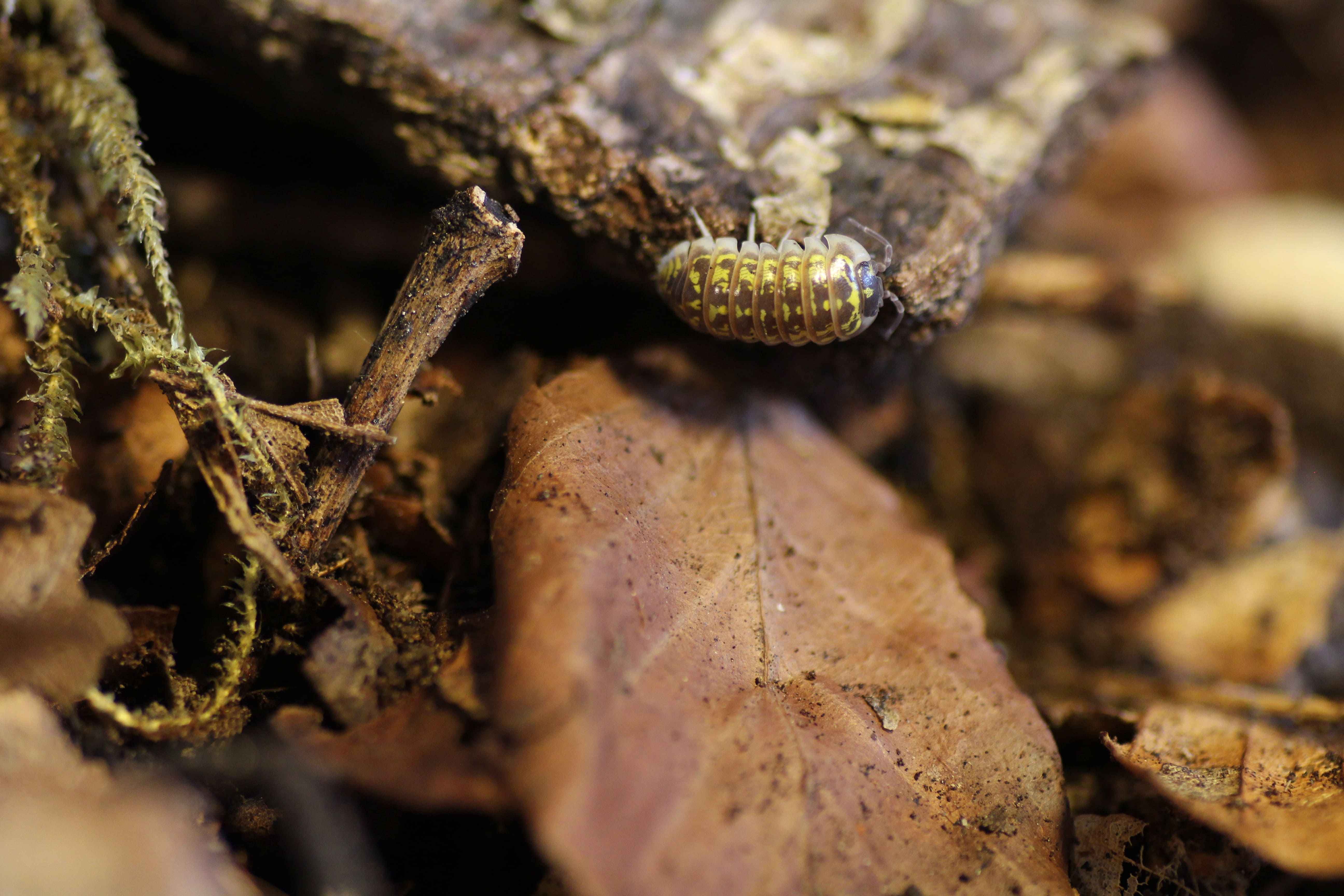Armadillidium versicolor "Slowenien"