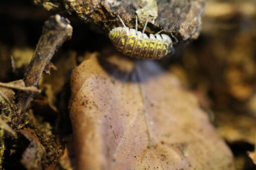 Armadillidium versicolor - Insektenliebe