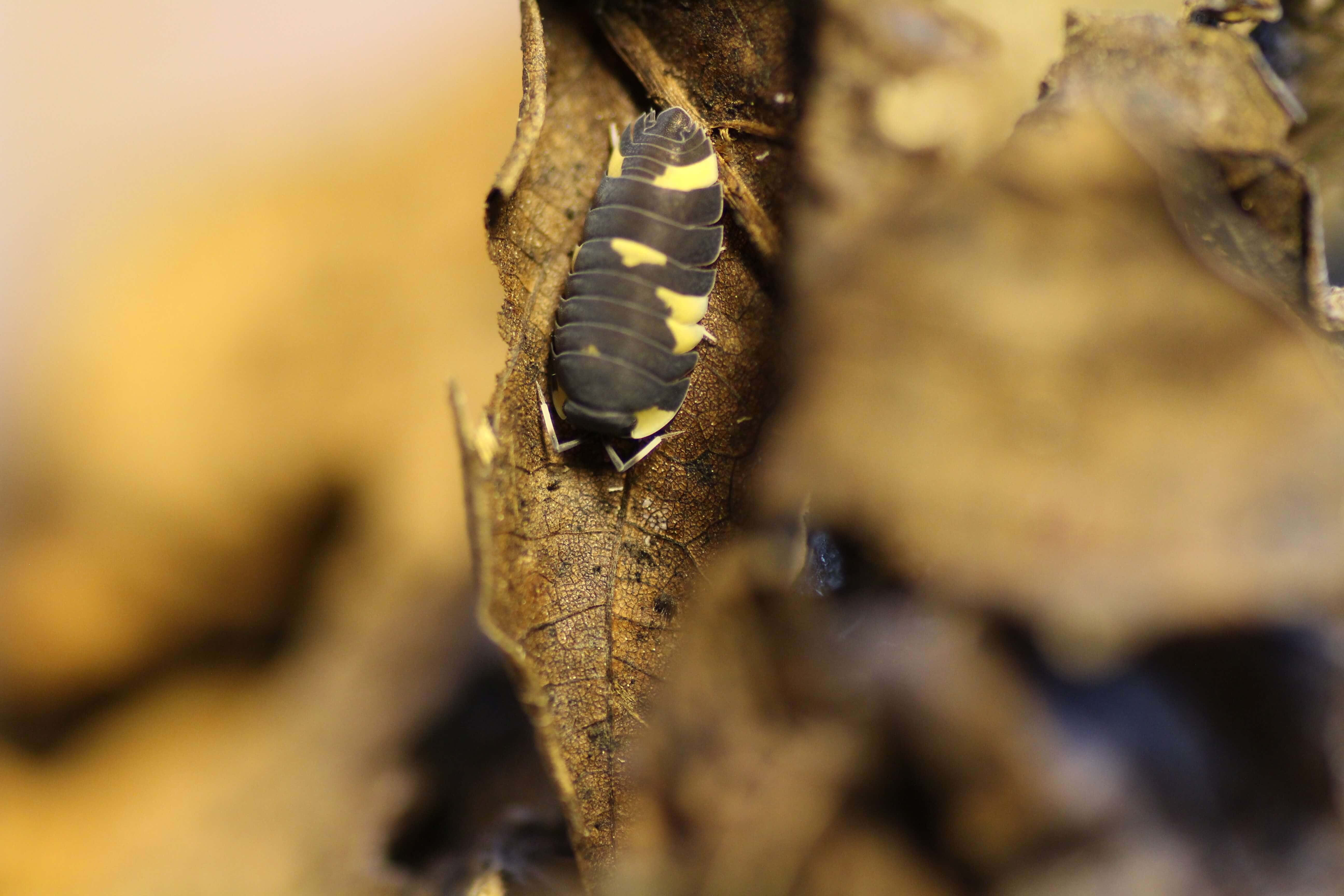 Merulanella bicolorata