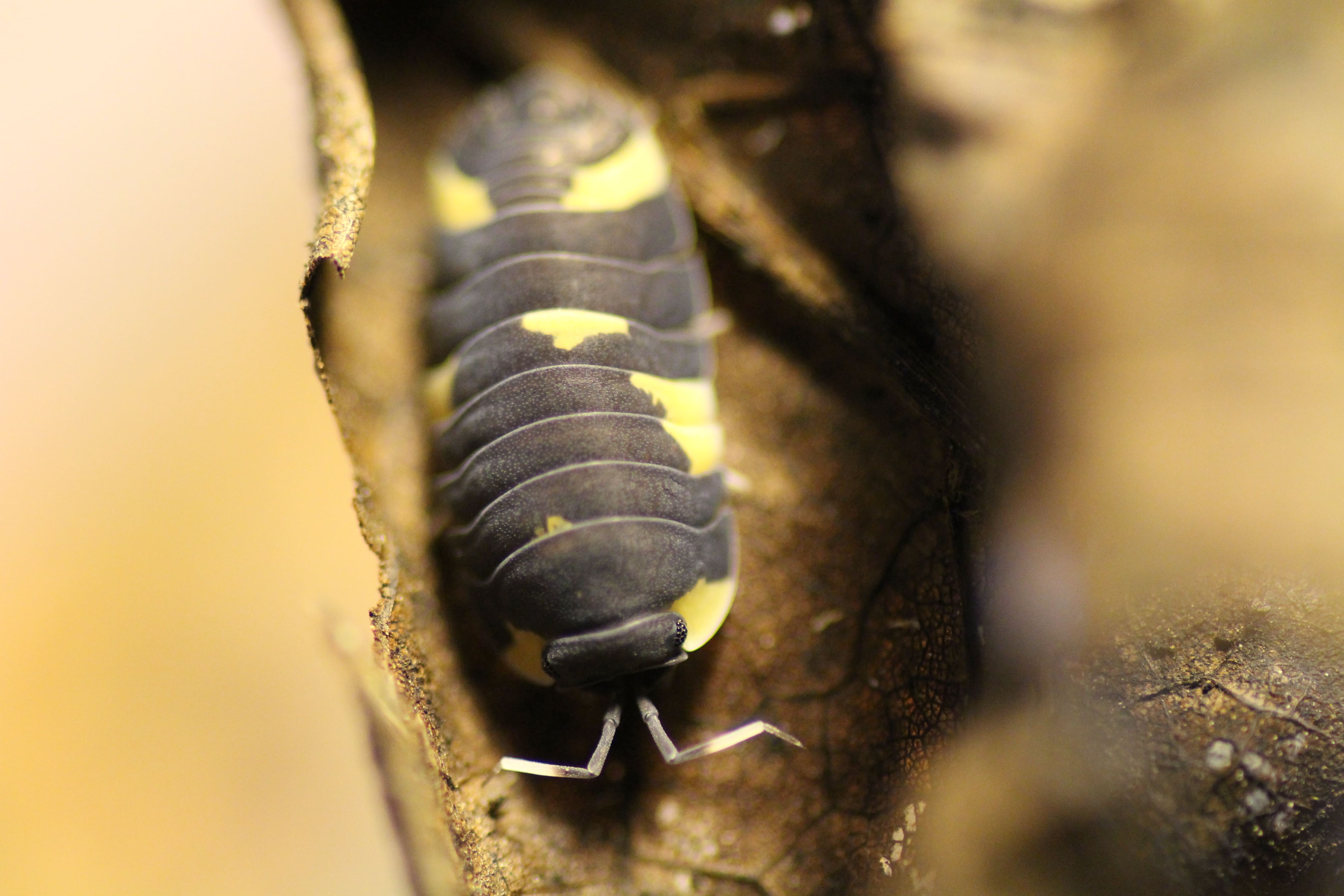 Merulanella bicolorata
