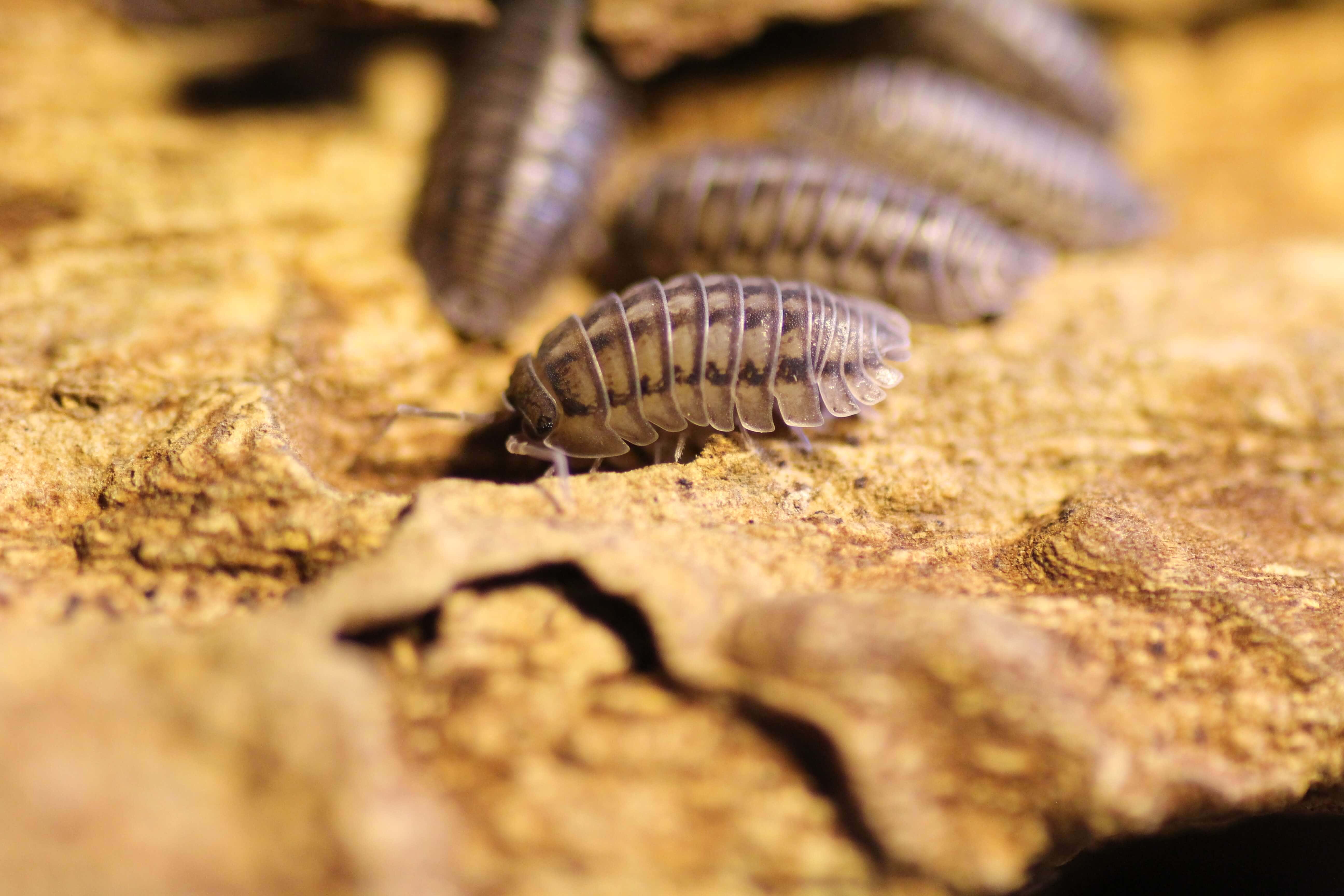 Armadillidium spec. nasatum