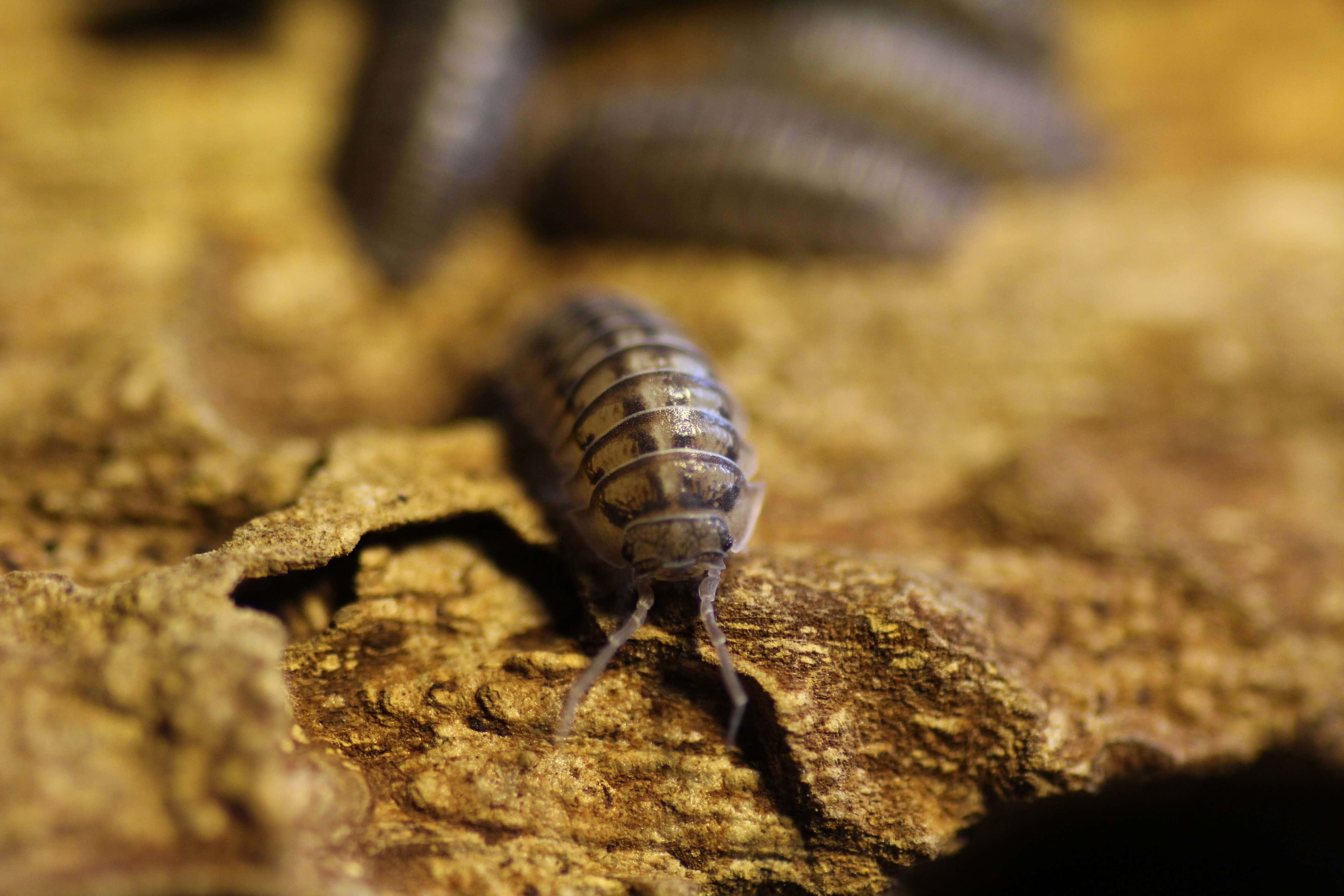 Armadillidium spec. nasatum