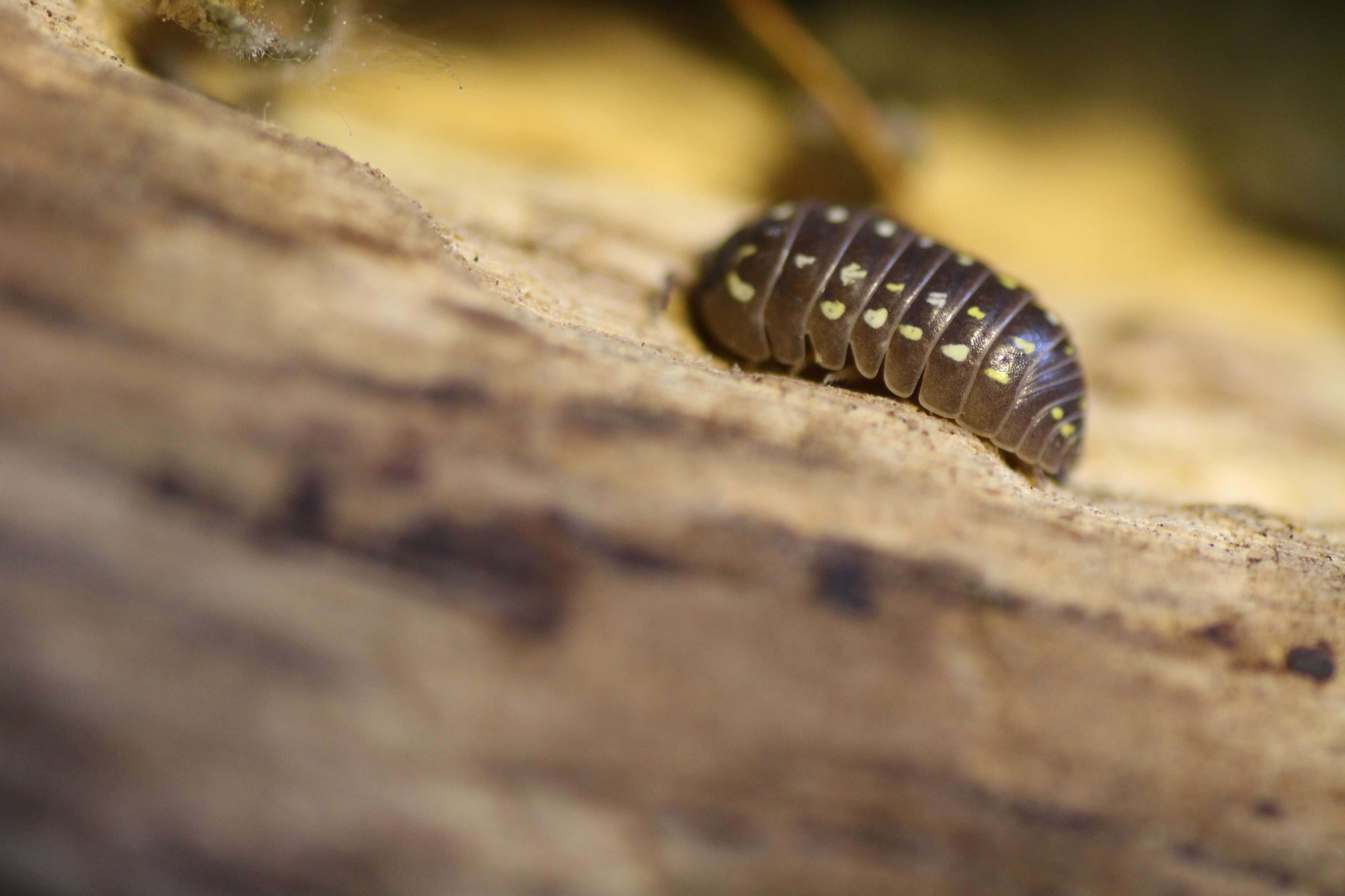 Armadillidium spec. "Albanien"