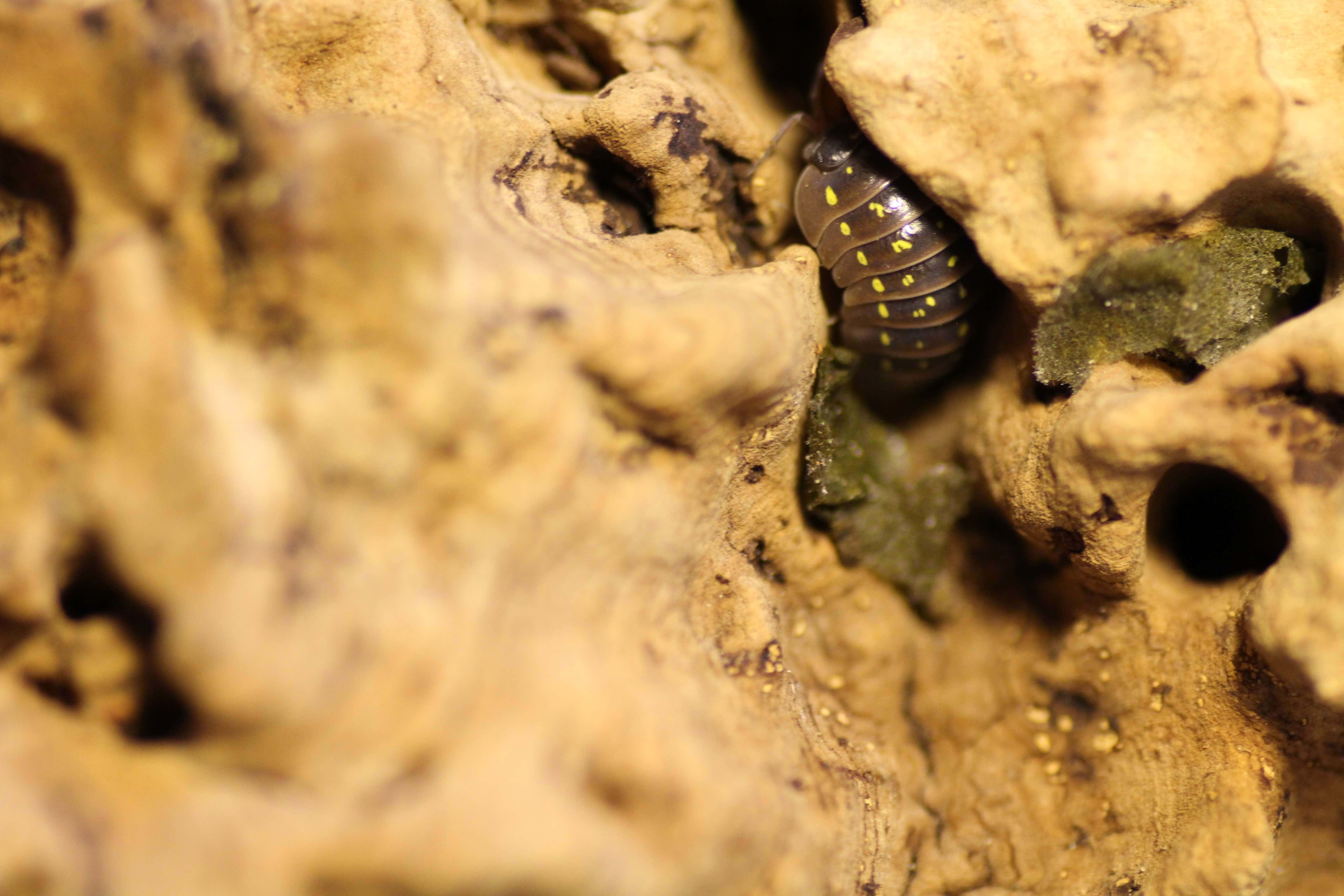 Armadillidium spec. "Albanien"