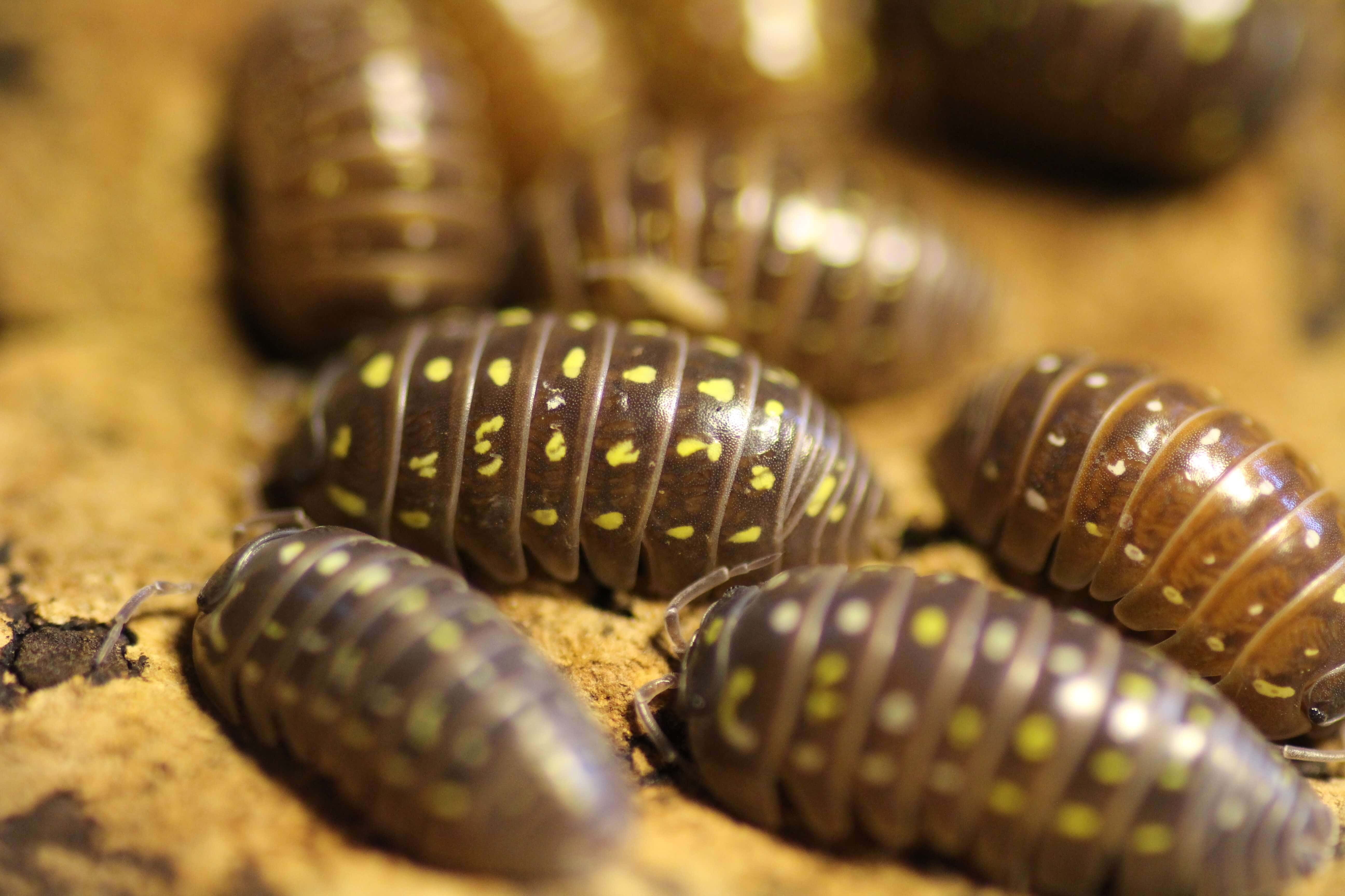 Armadillidium spec. "Albanien"