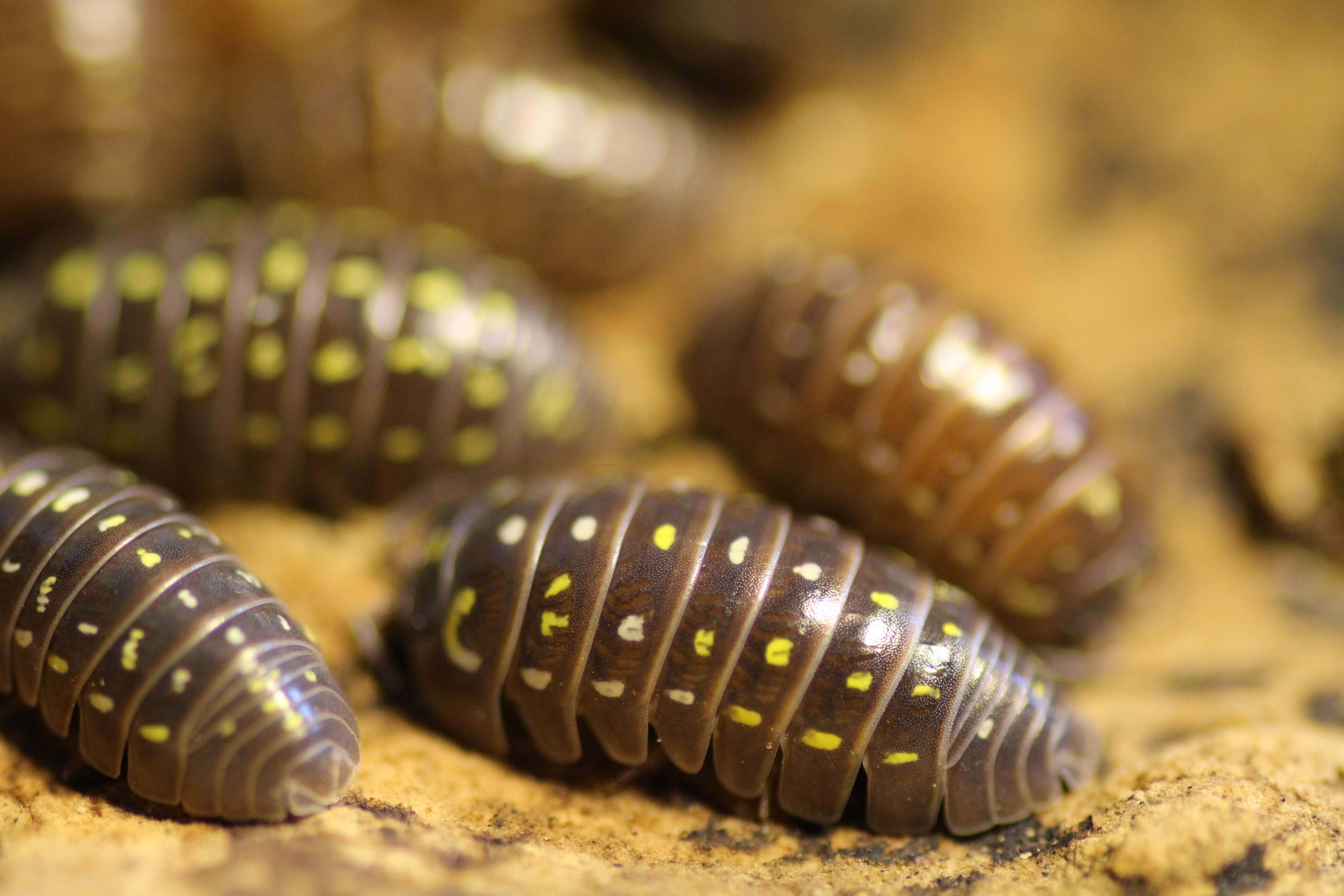 Armadillidium spec. "Albanien"