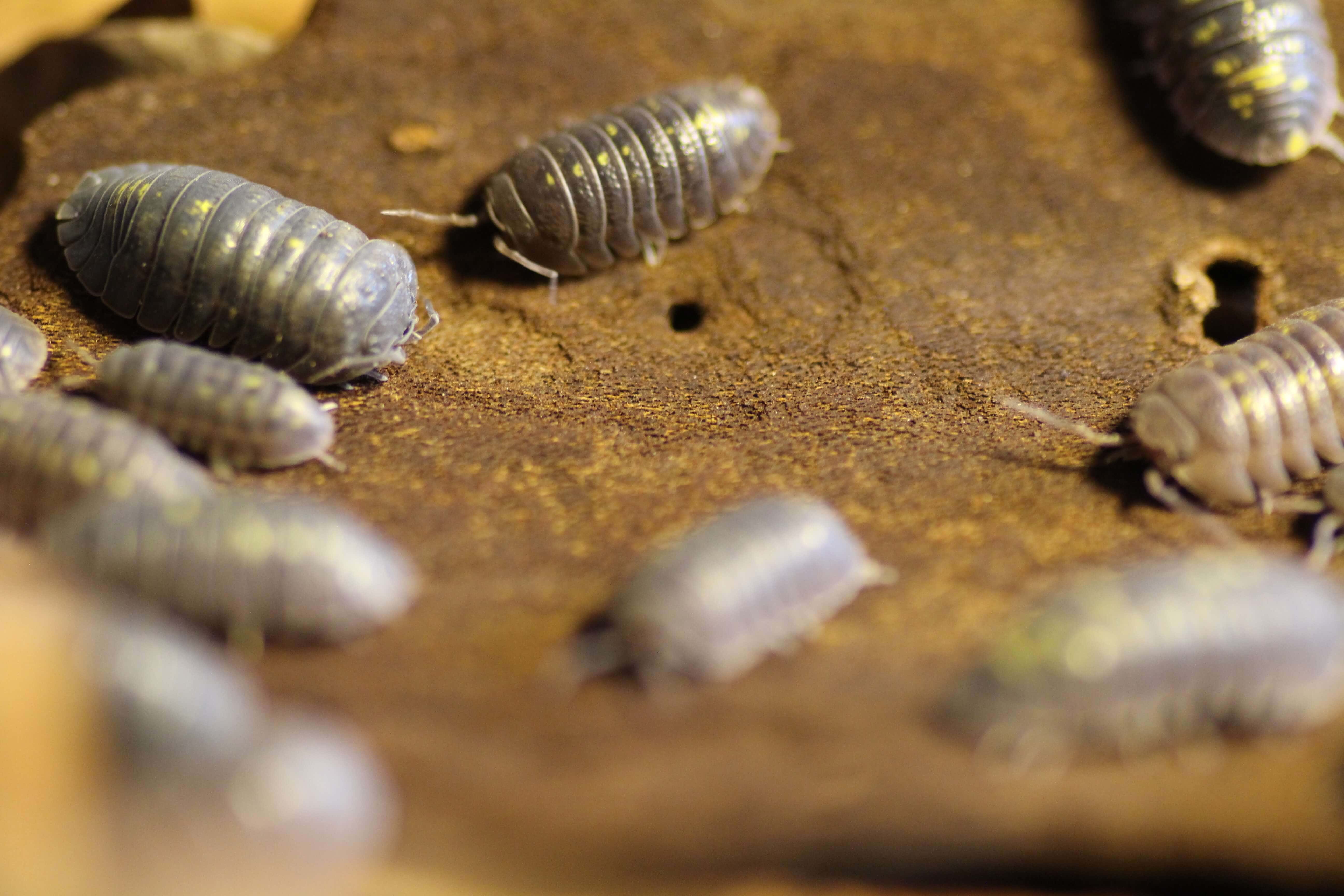 Armadillidium spec. granulatum