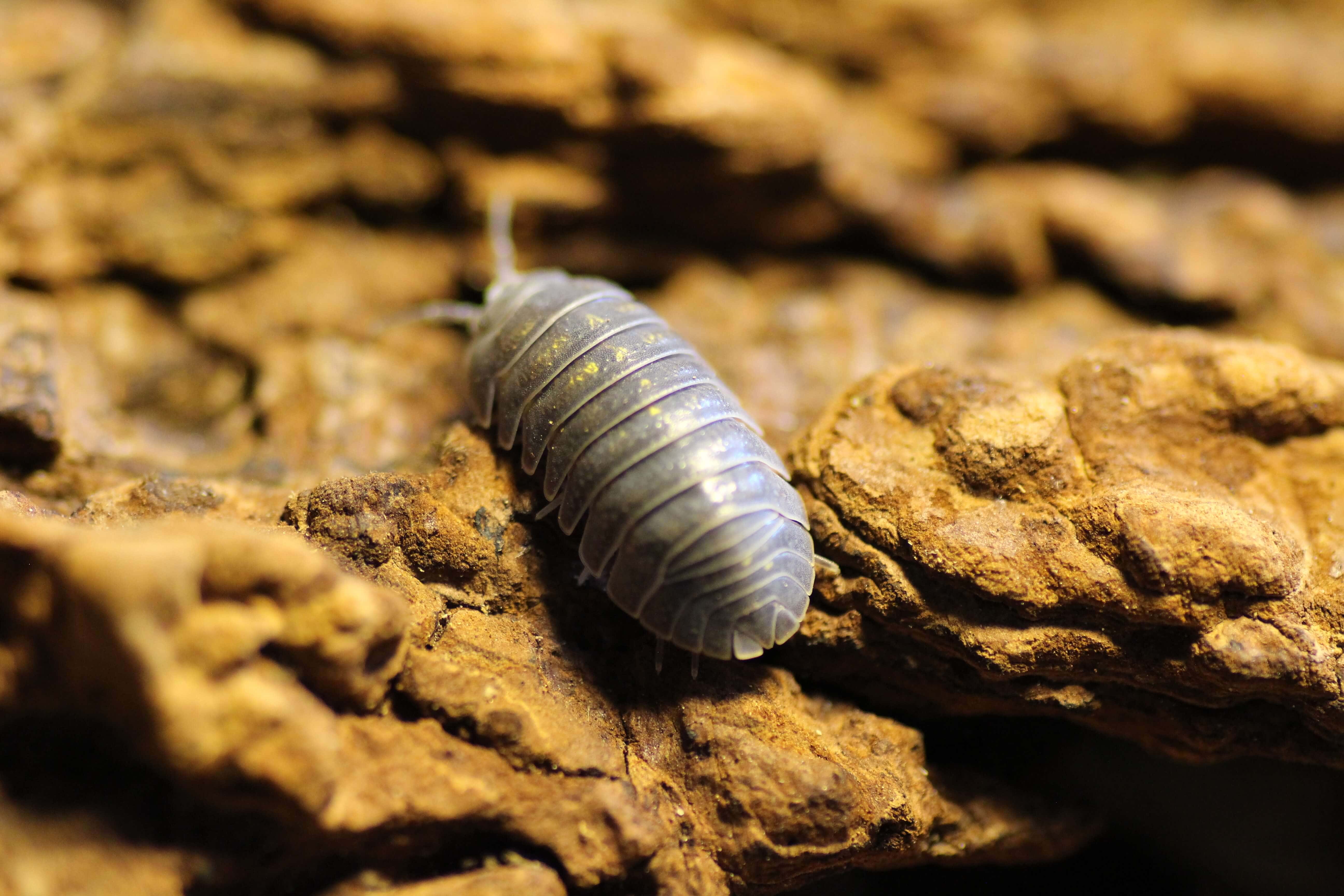 Armadillidium spec. granulatum