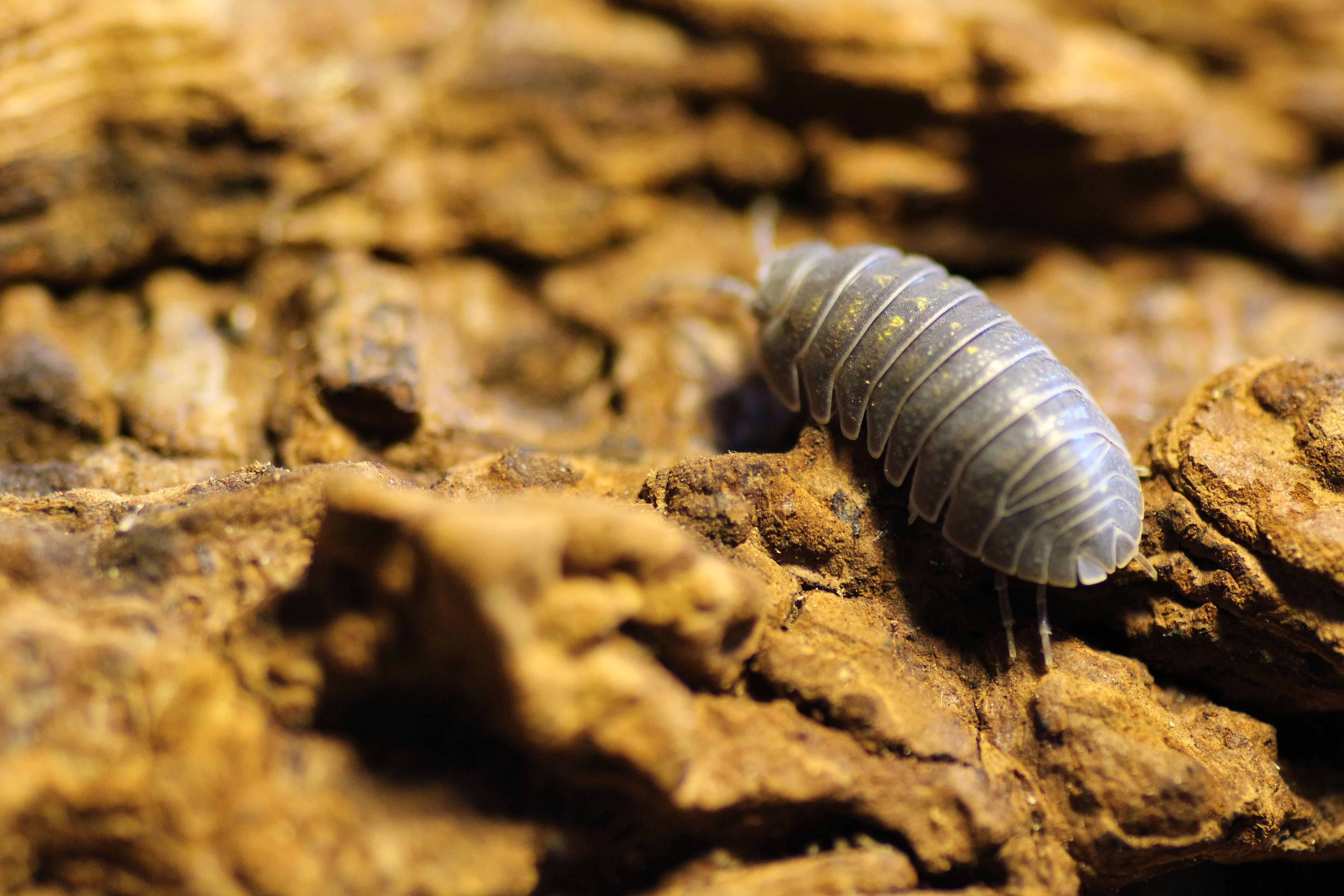 Armadillidium spec. granulatum