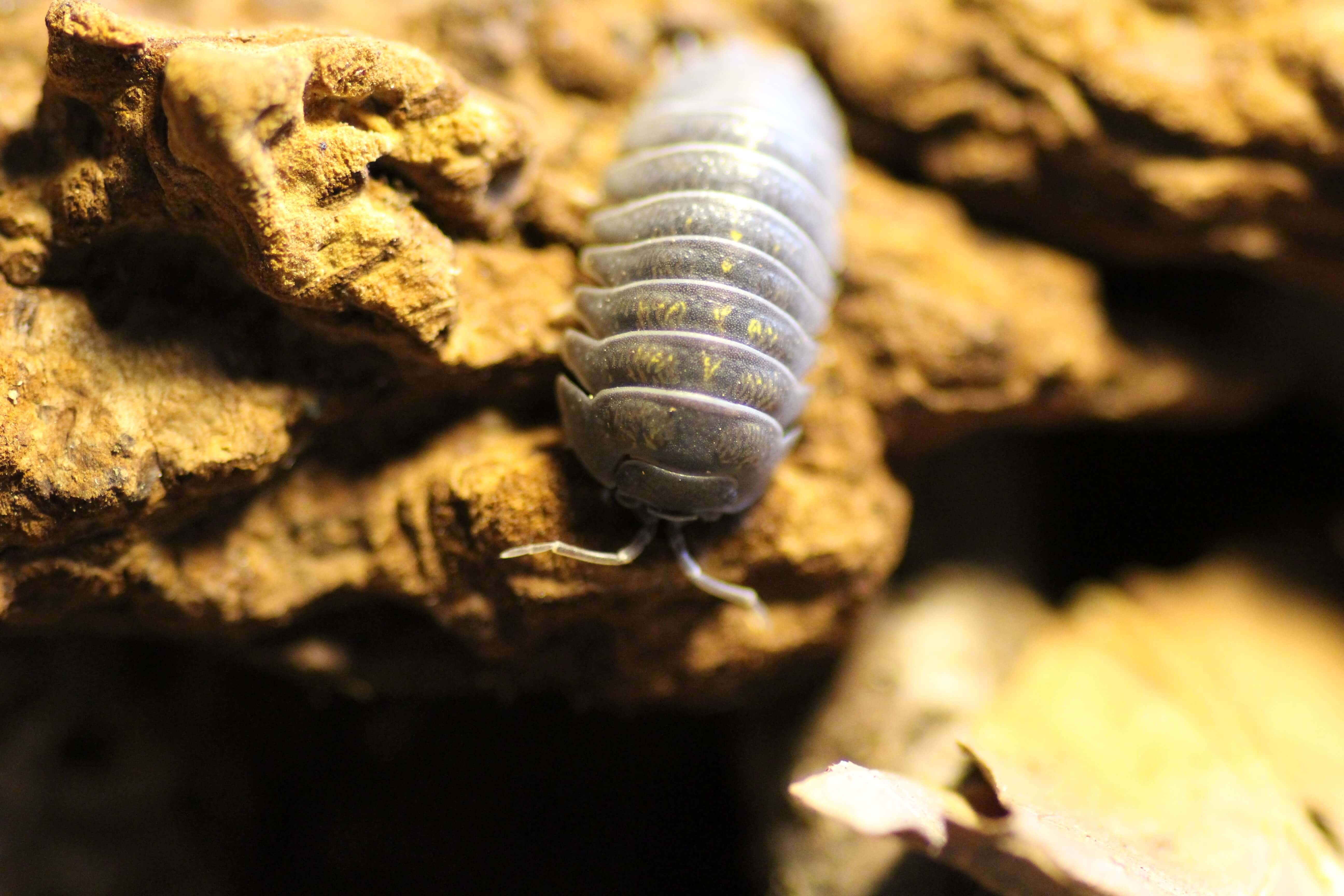 Armadillidium spec. granulatum