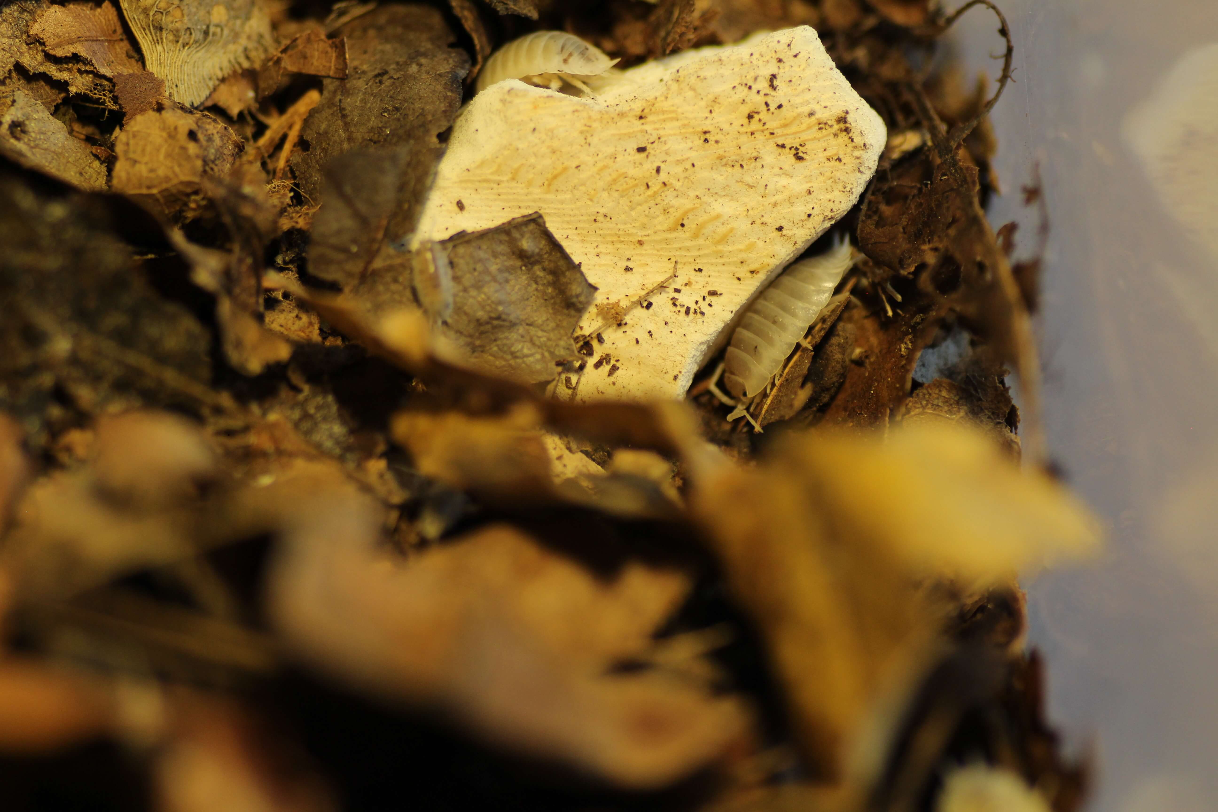 Porcellio laevis "white"