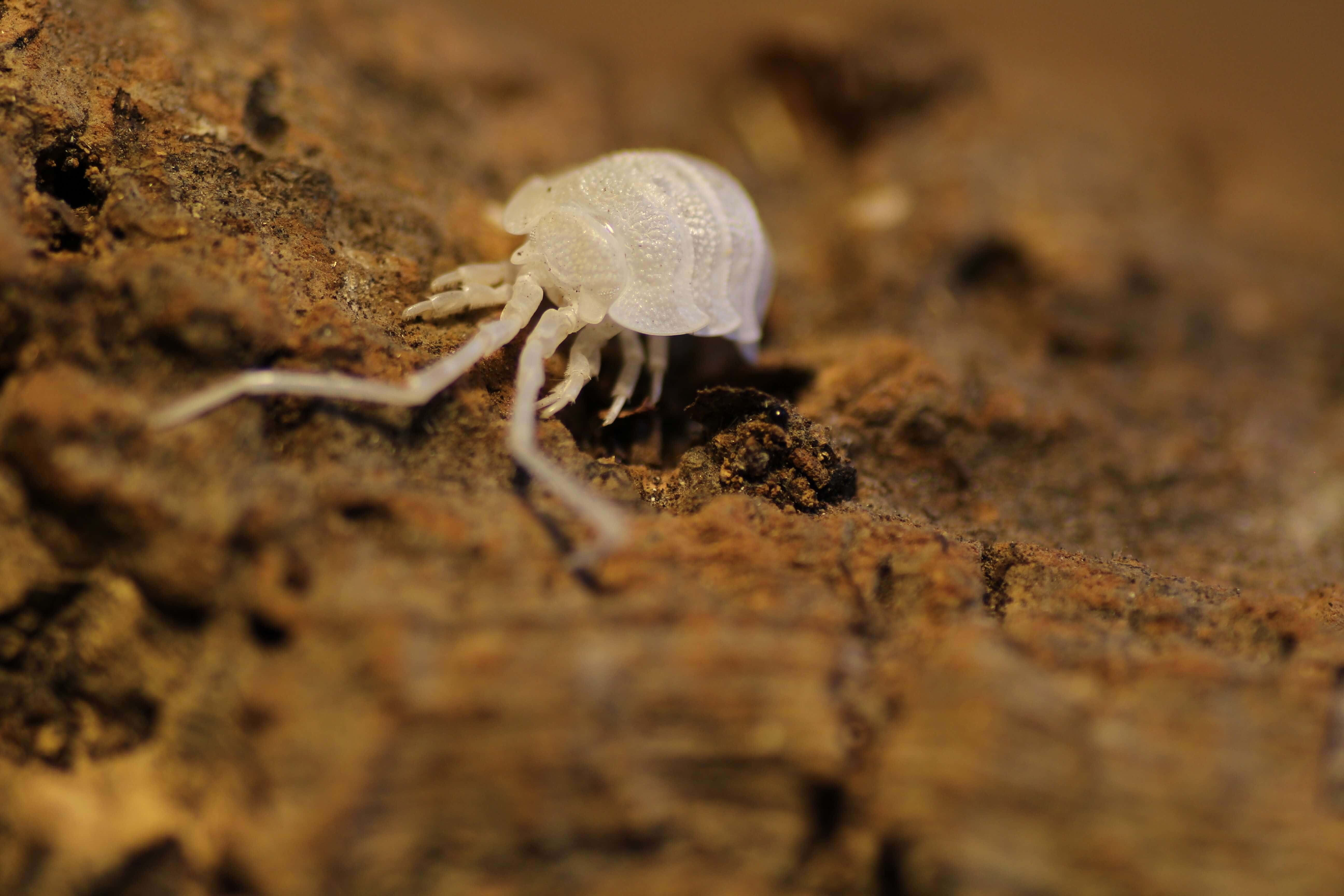 Porcellio magnificus