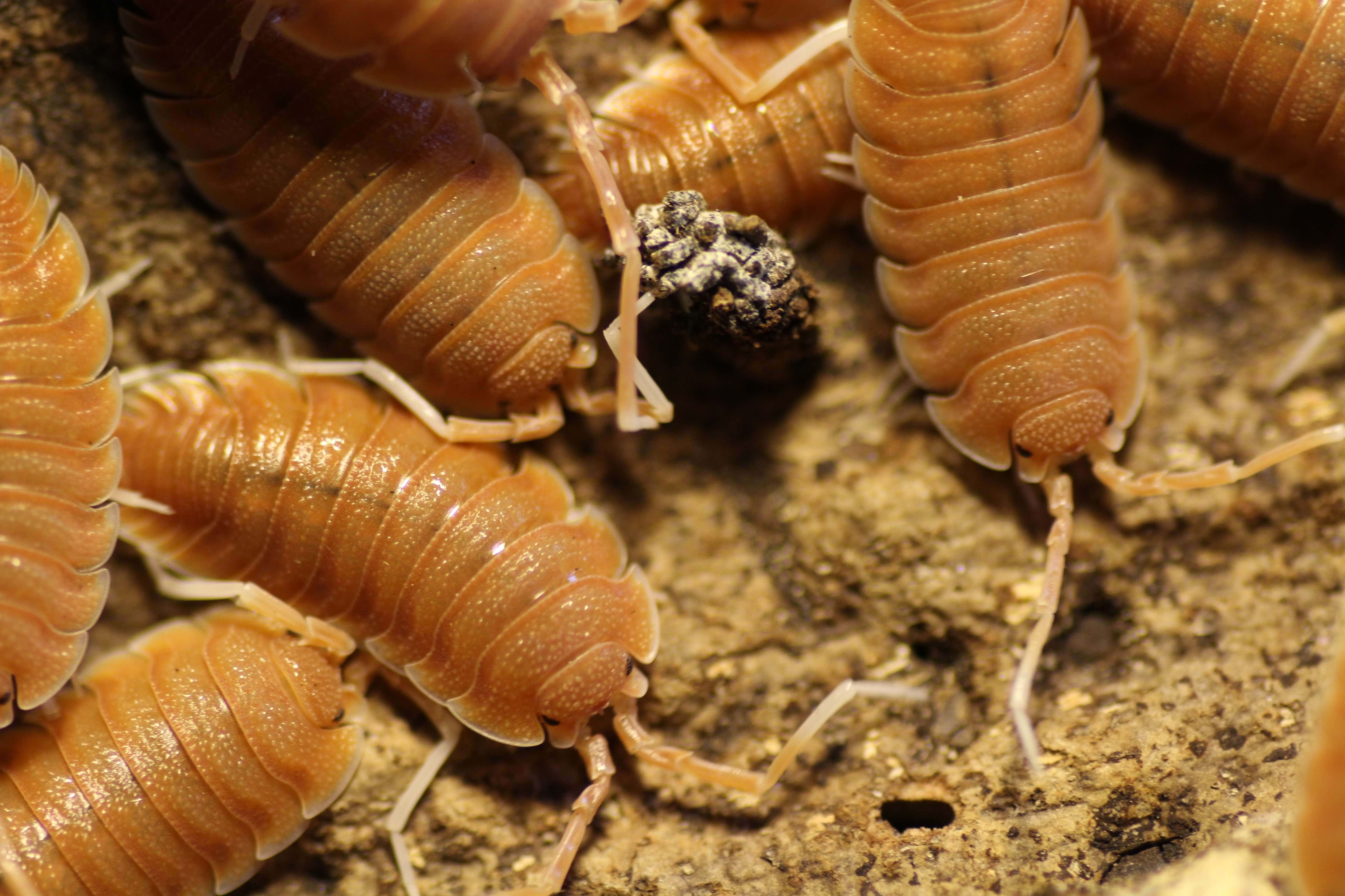 Porcellio magnificus
