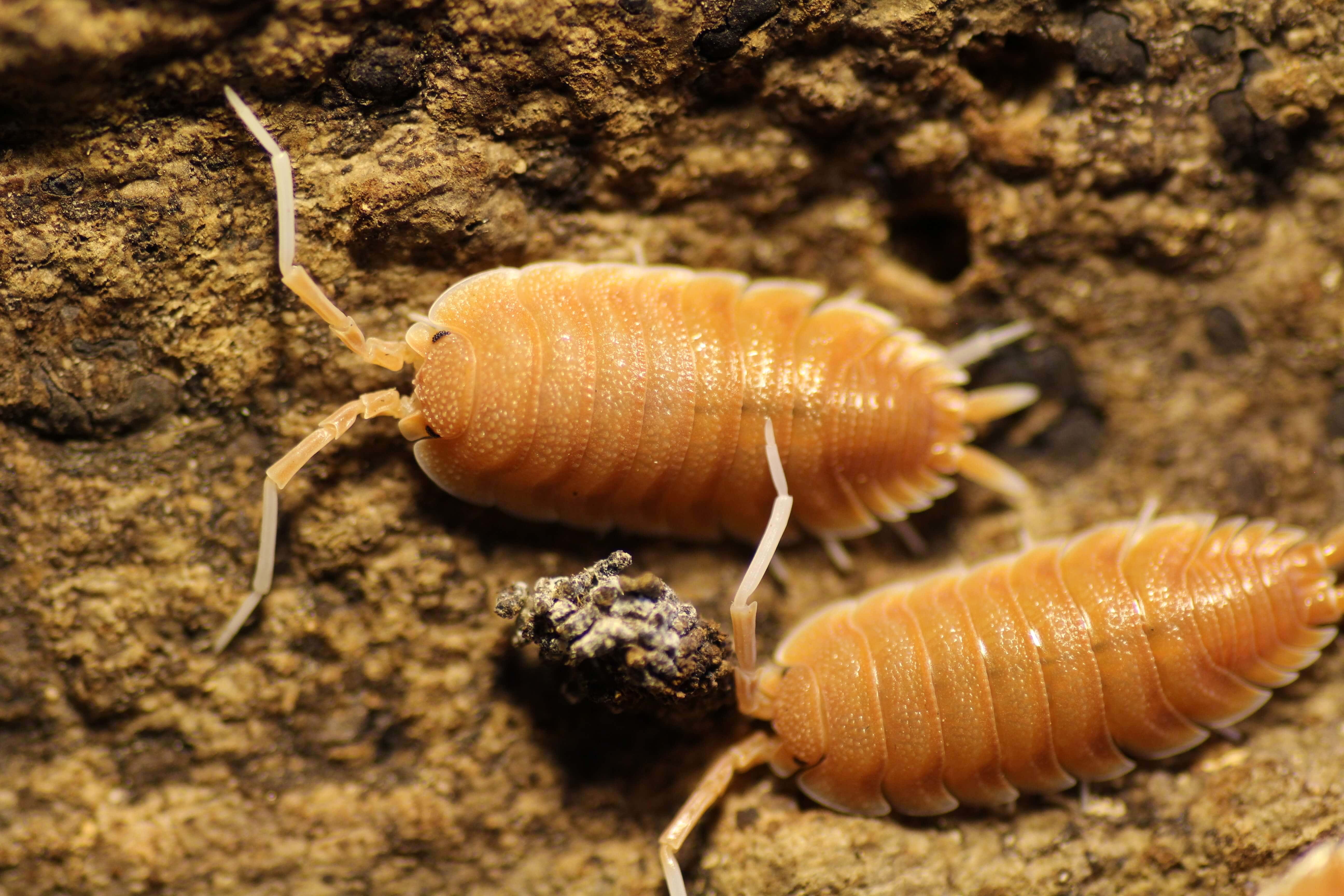 Porcellio magnificus