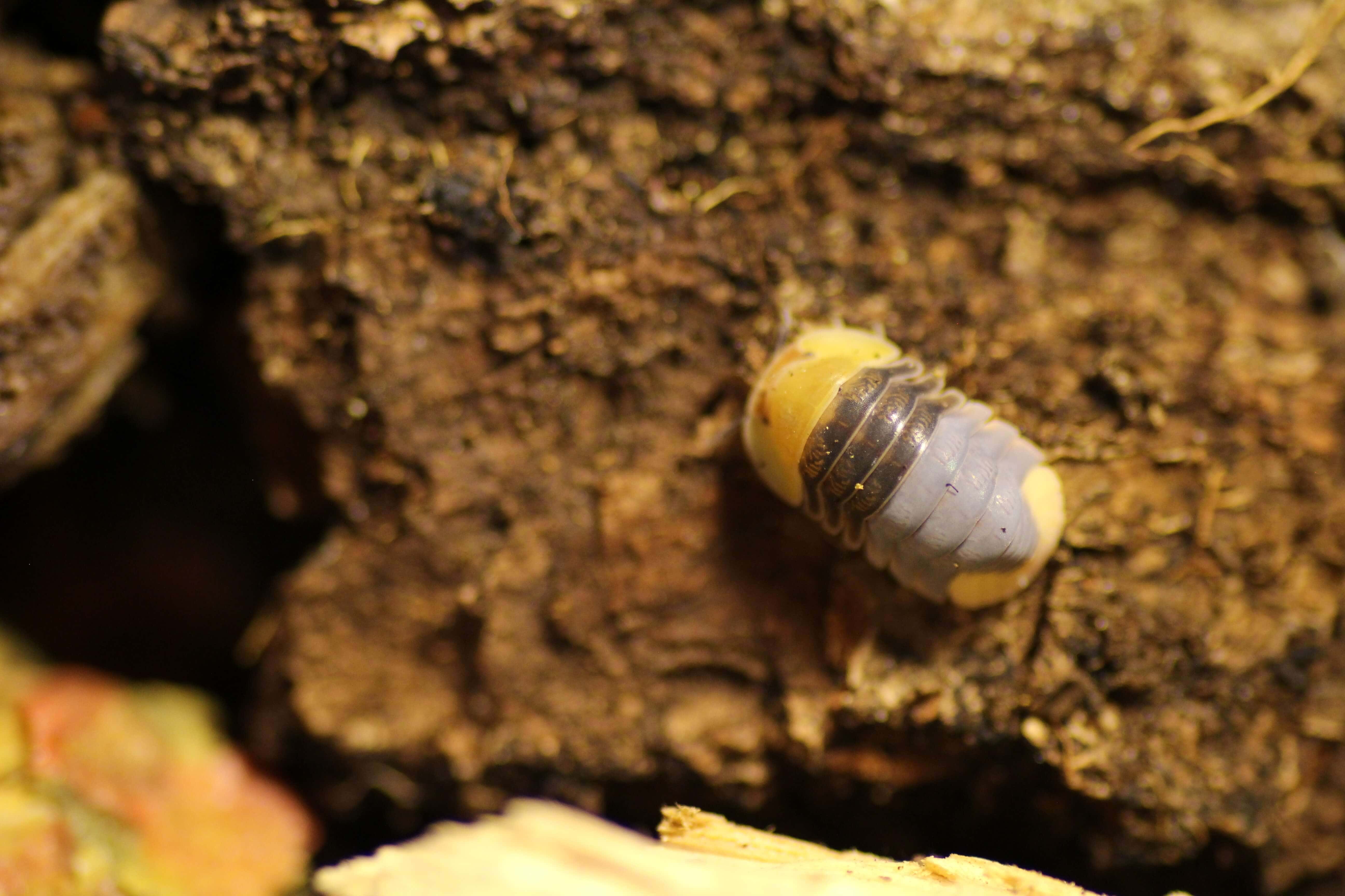 Armadillina spec. "Rubber Ducky"