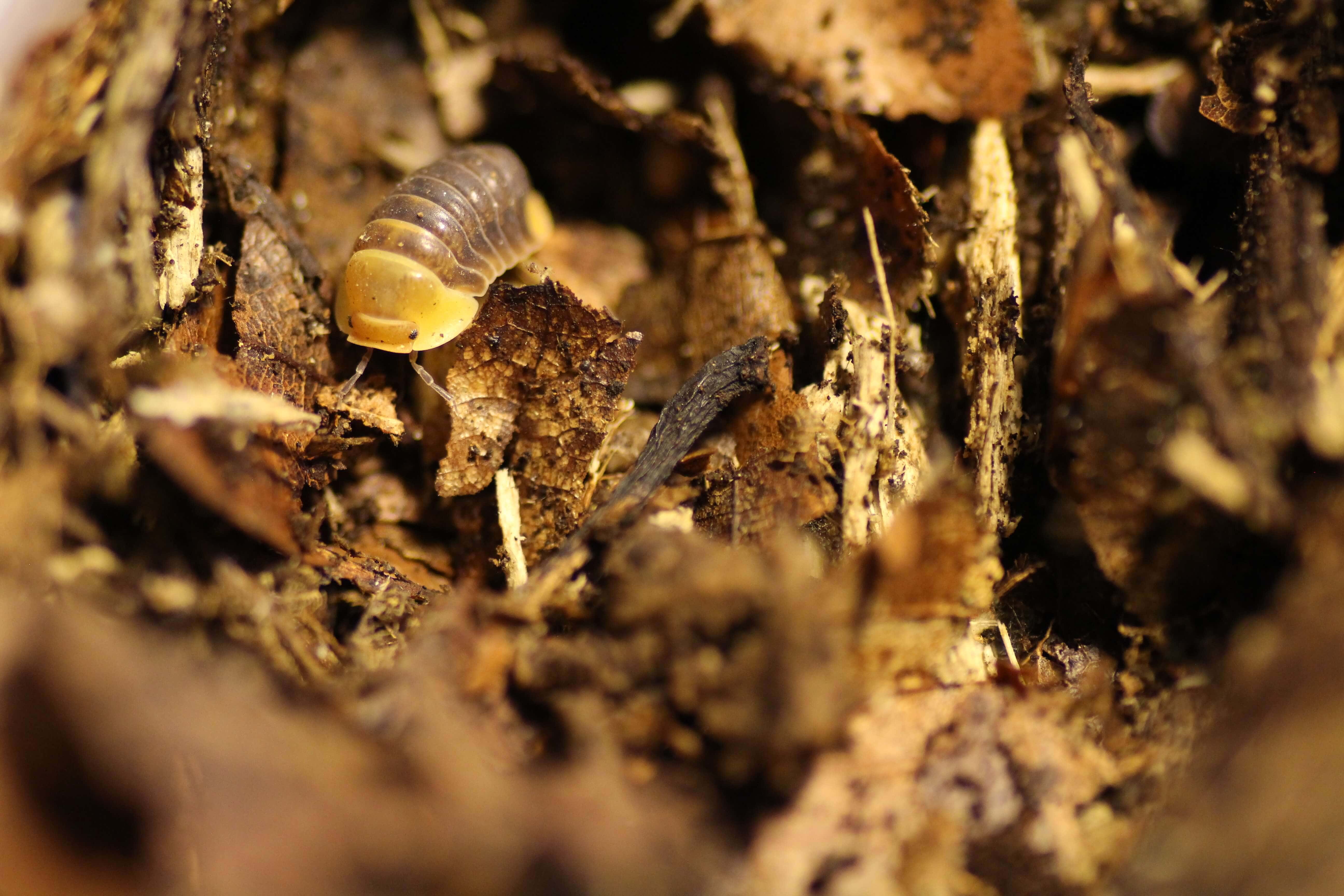 Armadillina spec. "Rubber Ducky"