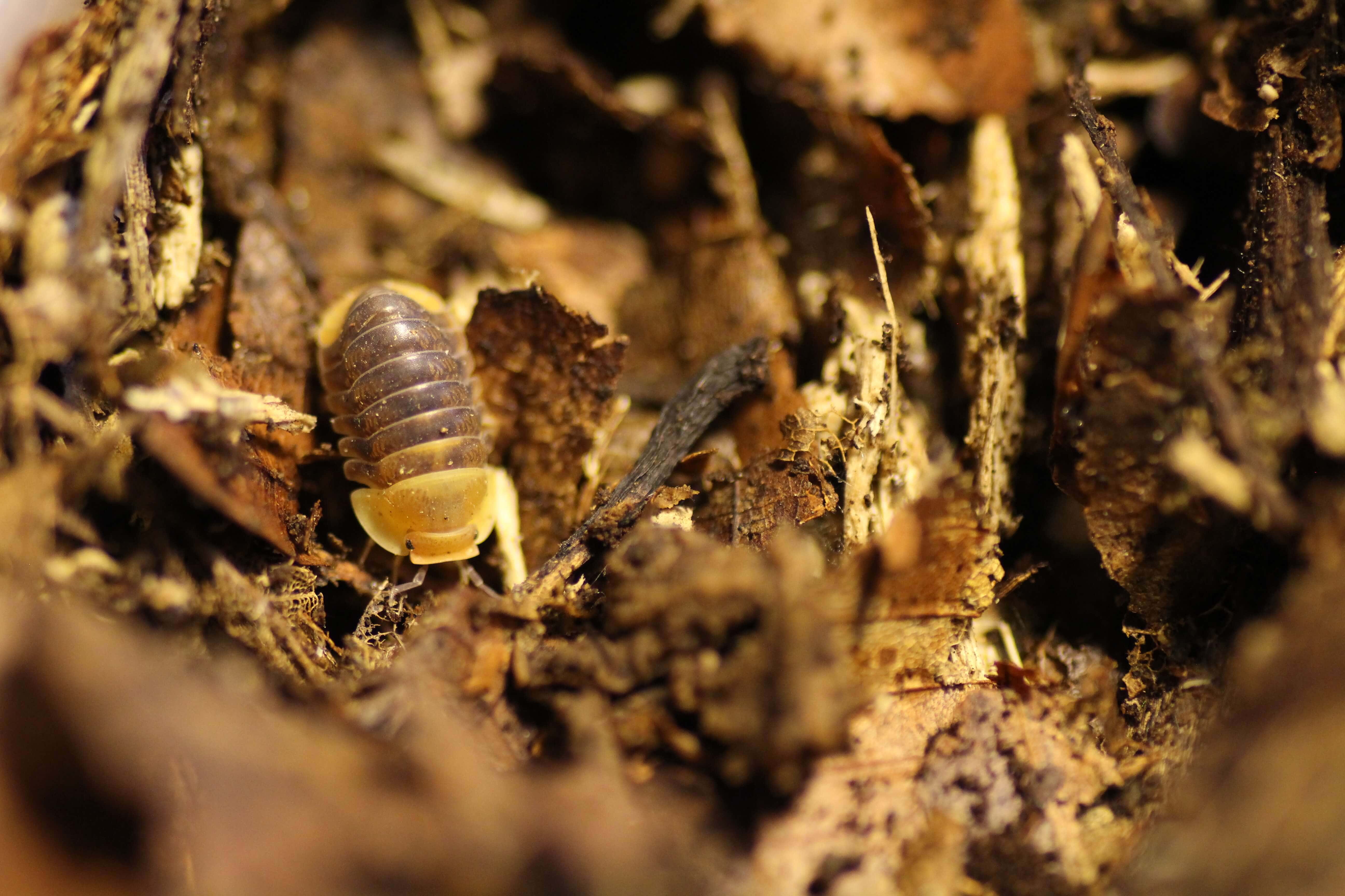Armadillina spec. "Rubber Ducky"